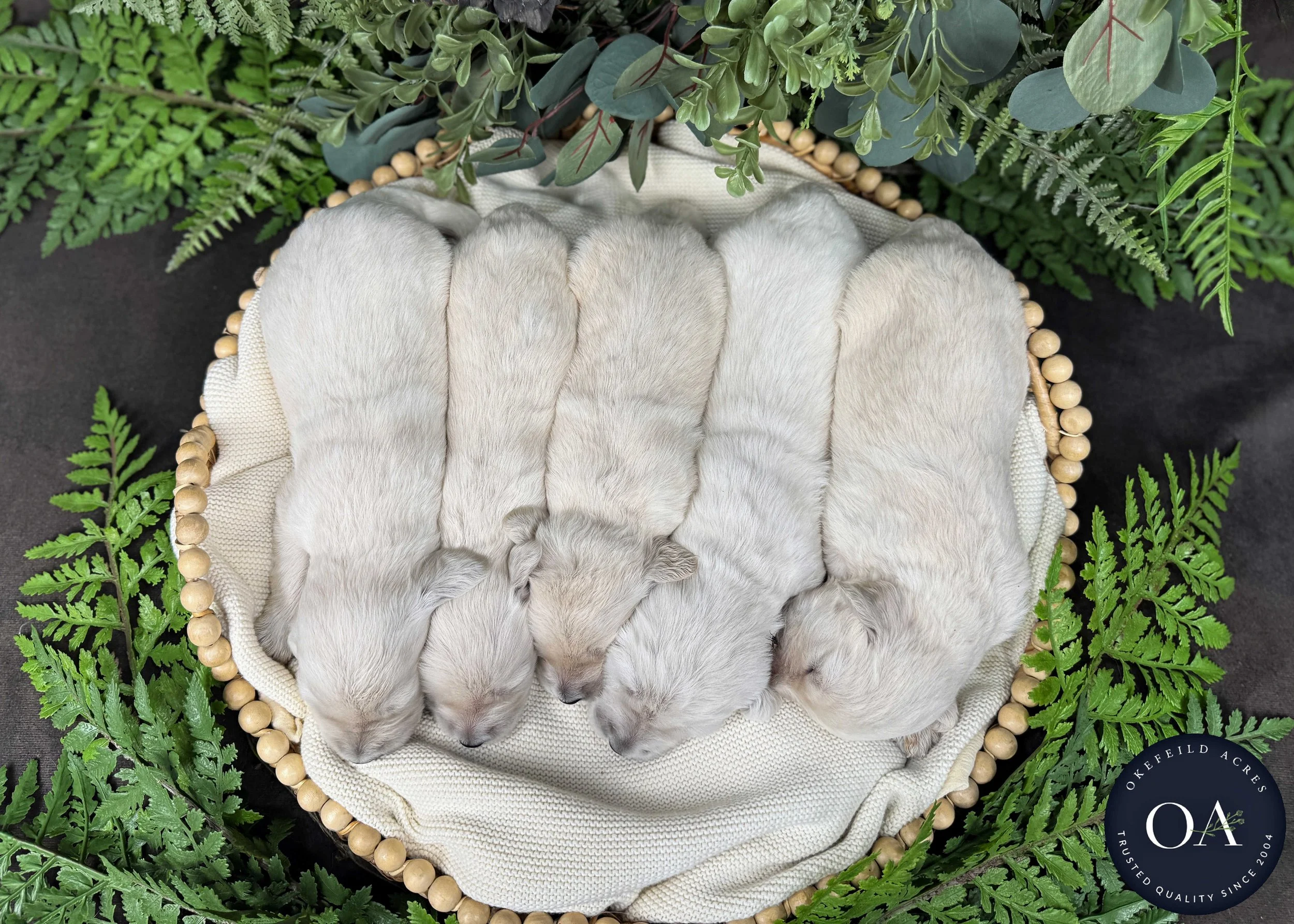 Male-Liliya-F1-Standard-English-Teddy-Bear-Goldendoodle-Puppies-For-Sale-Okefeild-Acres-Missouri-3.jpg (Copy)