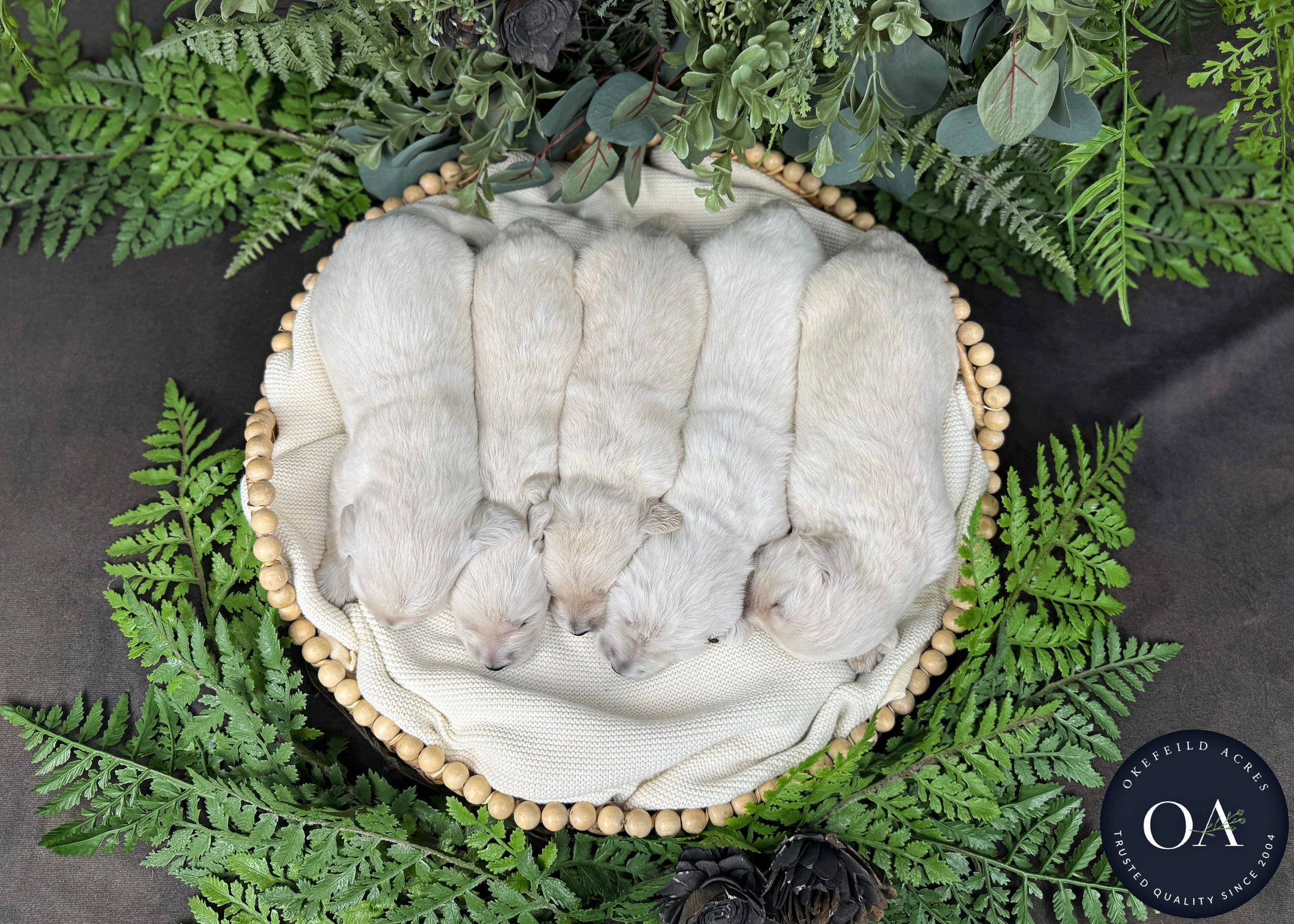 Male-Liliya-F1-Standard-English-Teddy-Bear-Goldendoodle-Puppies-For-Sale-Okefeild-Acres-Missouri-4.jpg (Copy)