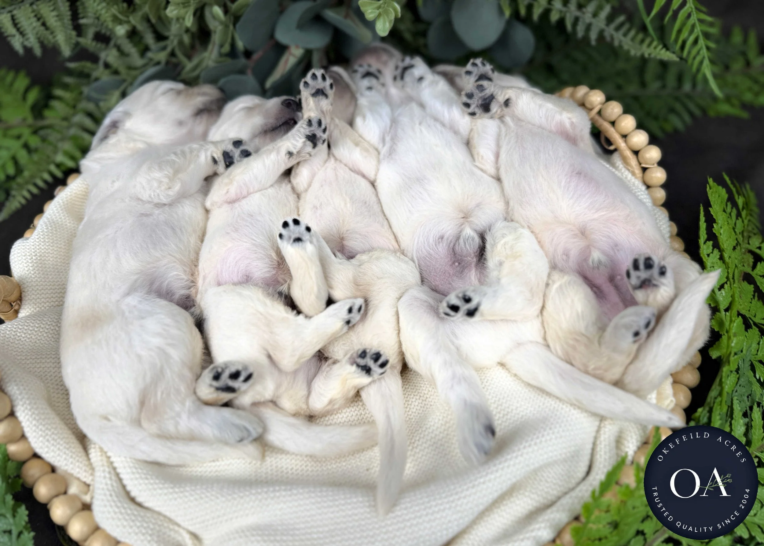 Male-Liliya-F1-Standard-English-Teddy-Bear-Goldendoodle-Puppies-For-Sale-Okefeild-Acres-Missouri-7 (1).jpg (Copy)
