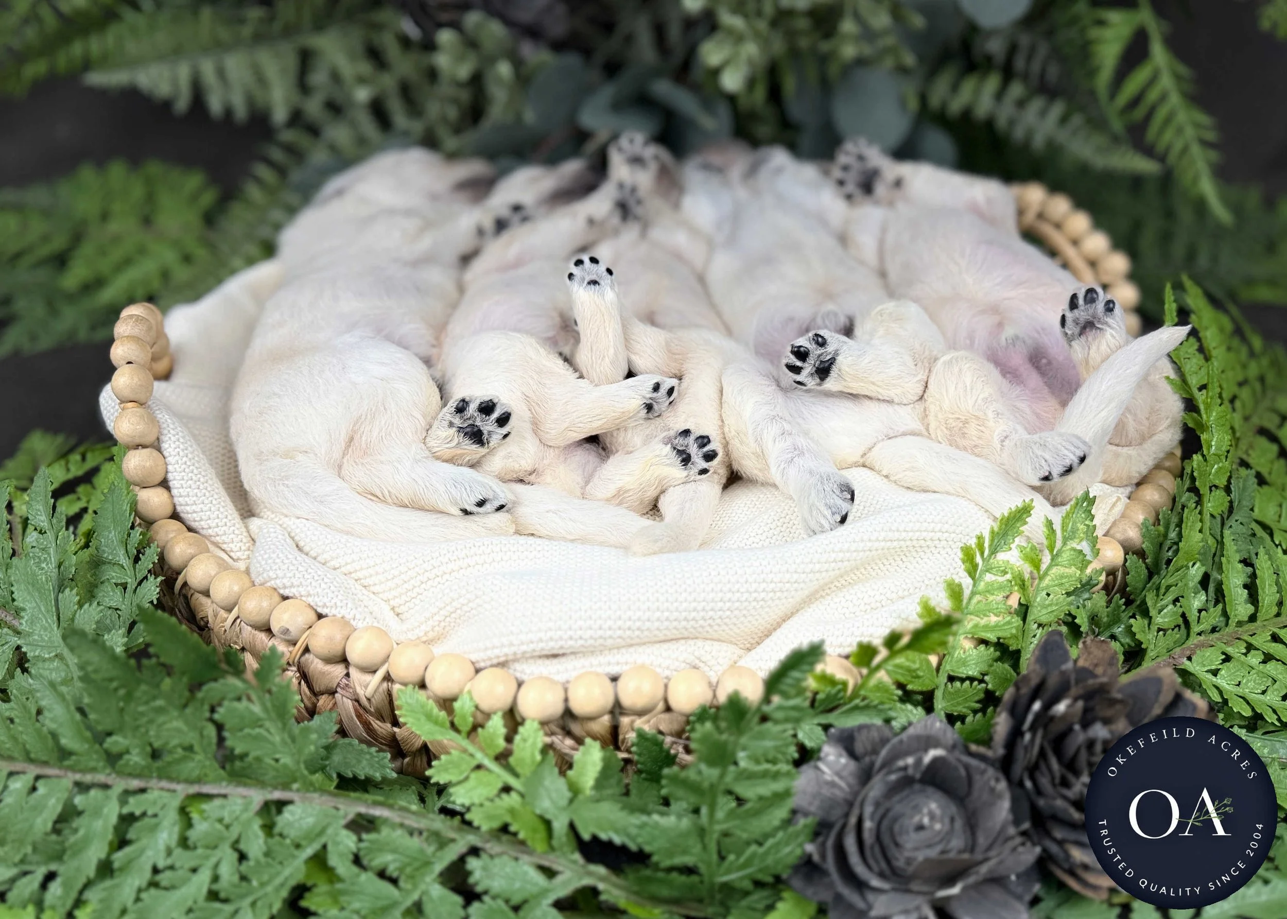 Male-Liliya-F1-Standard-English-Teddy-Bear-Goldendoodle-Puppies-For-Sale-Okefeild-Acres-Missouri-8.jpg (Copy)