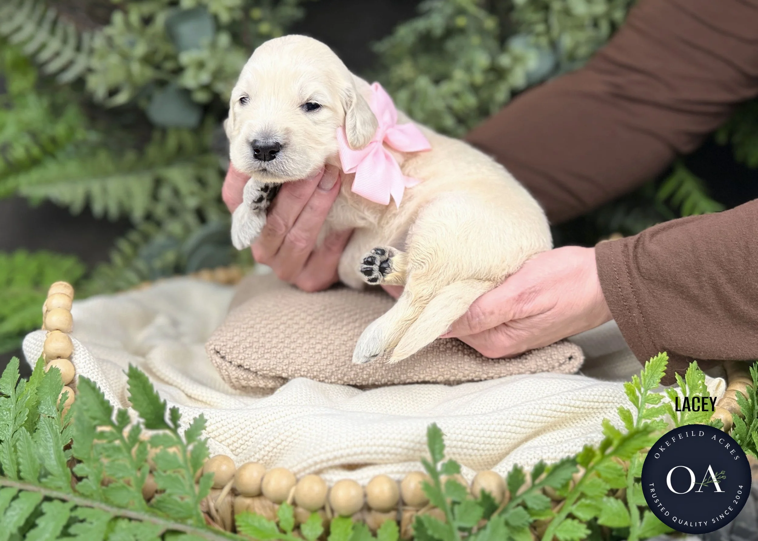 Lacey-Female-F1-Standard-English-Teddy-Bear-Goldendoodle-Puppy-For-Sale-Okefeild-Acres-Missouri.jpg (Copy)