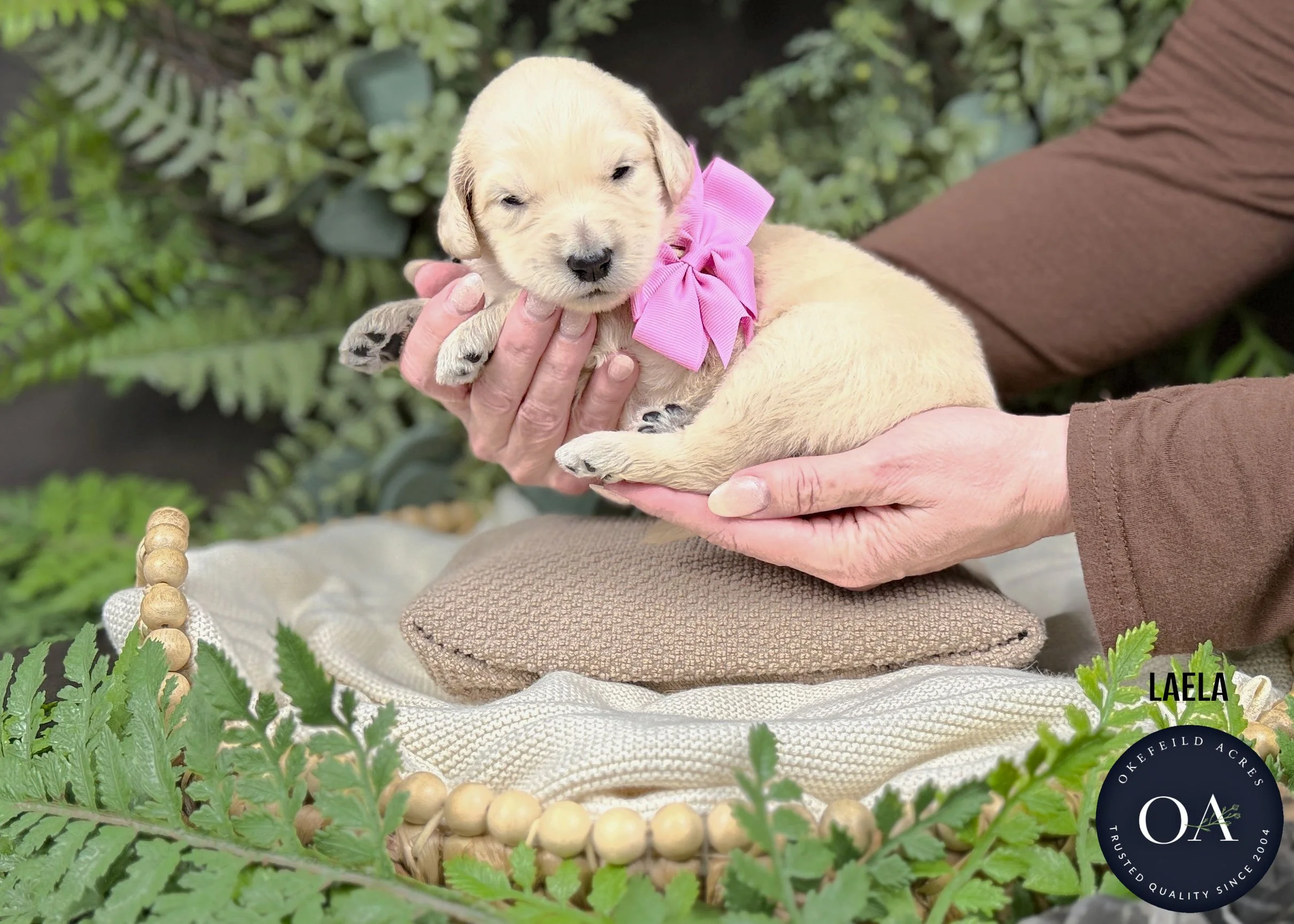 Laela-Female-F1-Standard-English-Teddy-Bear-Goldendoodle-Puppy-For-Sale-Okefeild-Acres-Missouri.jpg (Copy)