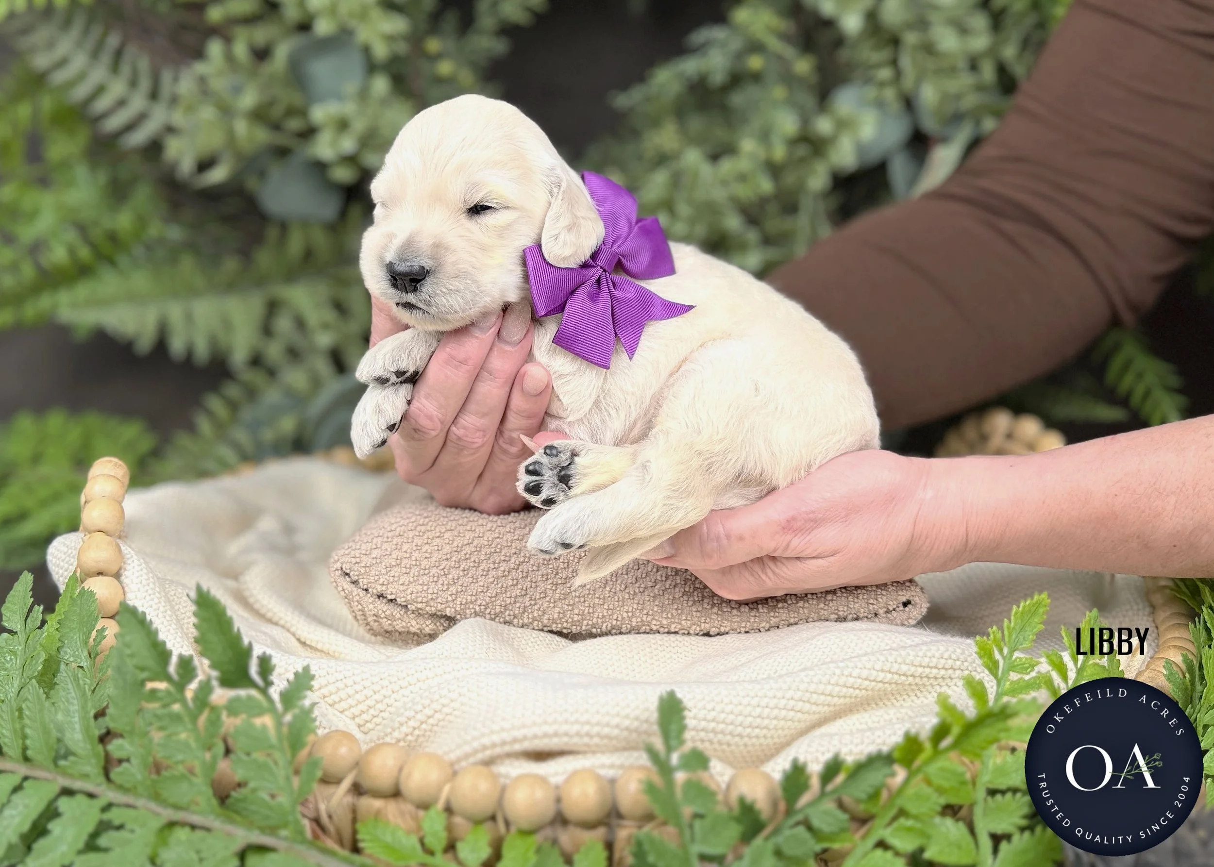 Libby-Female-F1-Standard-English-Teddy-Bear-Goldendoodle-Puppy-For-Sale-Okefeild-Acres-Missouri.jpg (Copy)