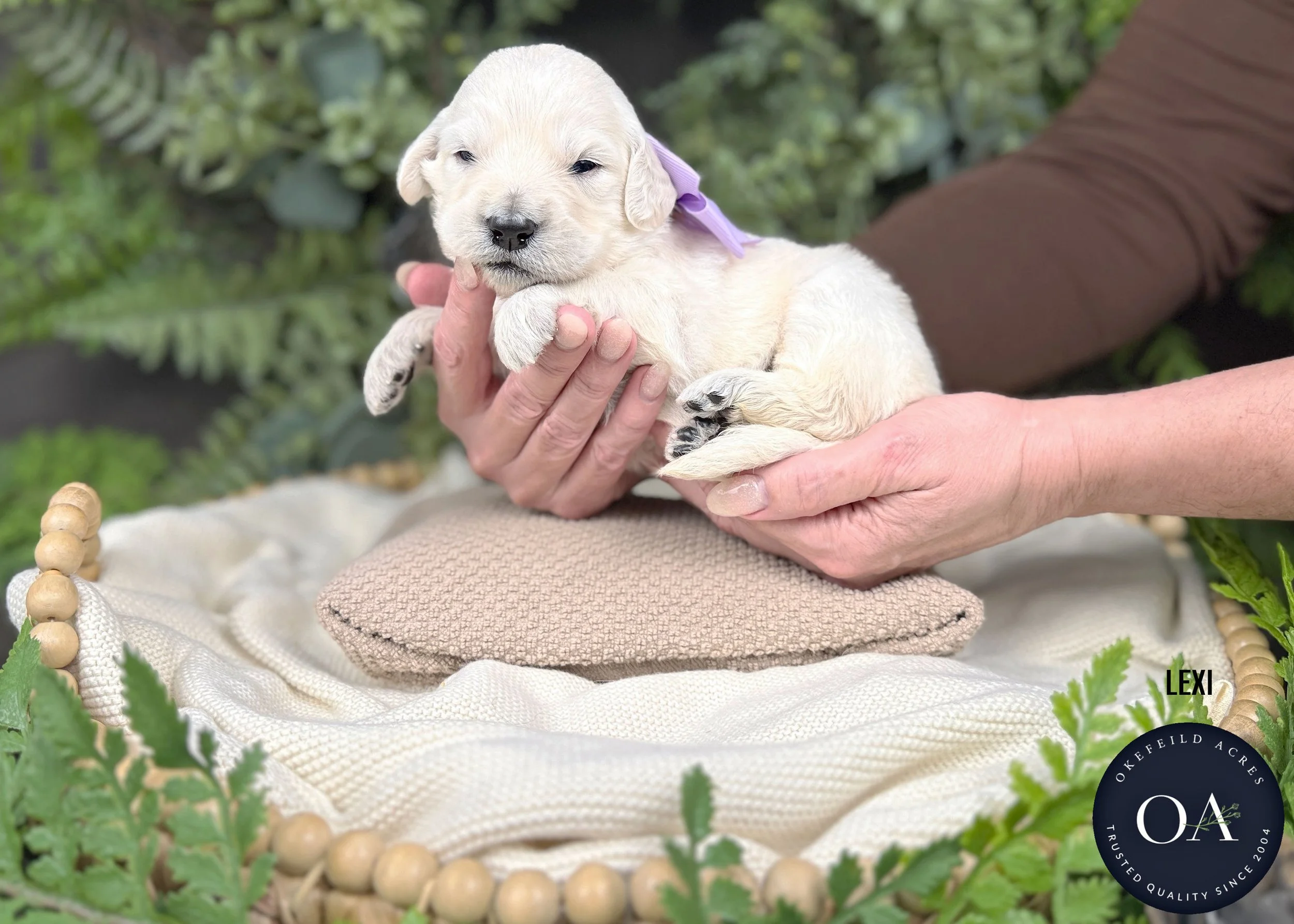 Lexi-Female-F1-Standard-English-Teddy-Bear-Goldendoodle-Puppy-For-Sale-Okefeild-Acres-Missouri.jpg (Copy)
