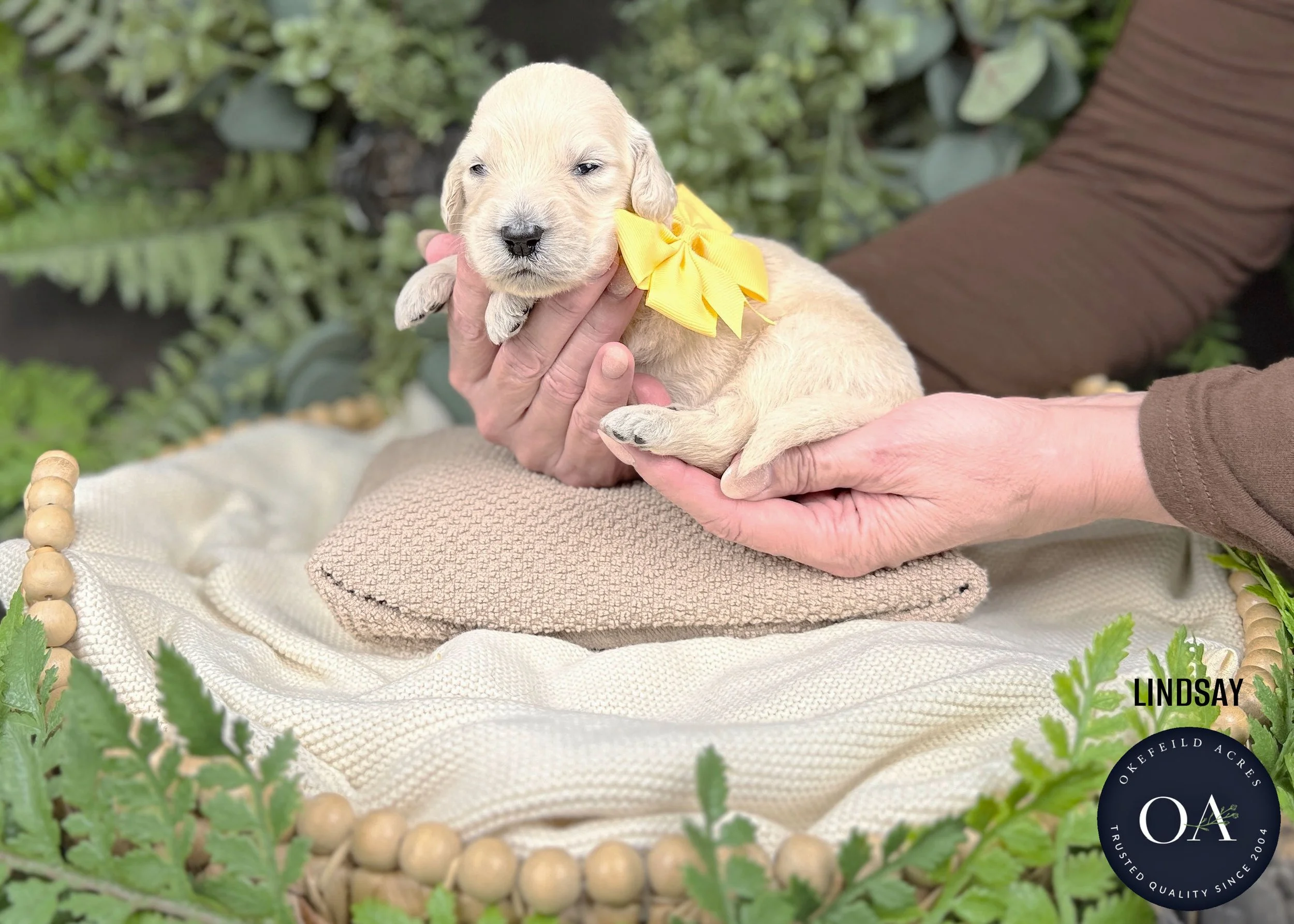 Lindsay-Female-F1-Standard-English-Teddy-Bear-Goldendoodle-Puppy-For-Sale-Okefeild-Acres-Missouri.jpg (Copy)