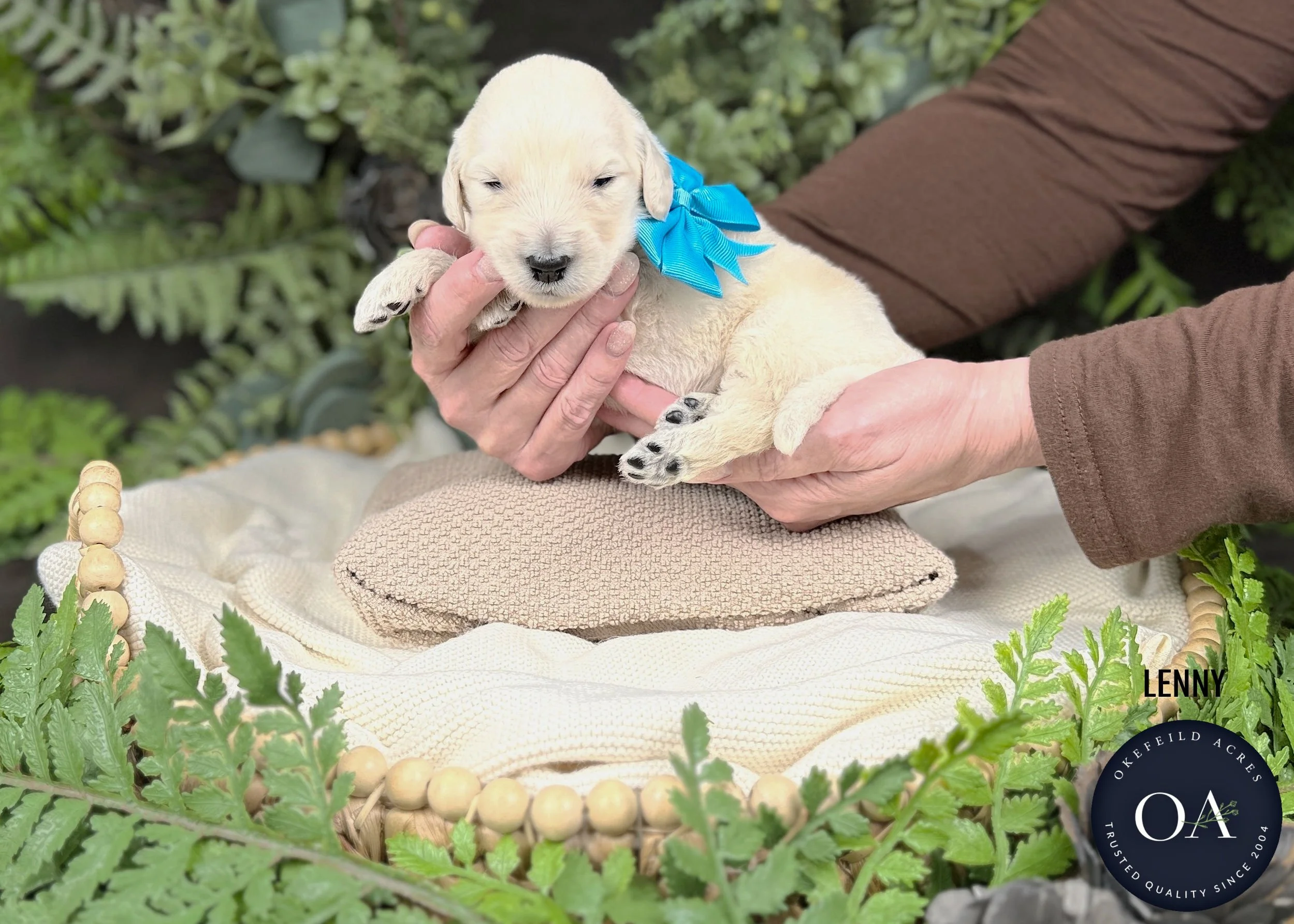 Lenny-Male-F1-Standard-English-Teddy-Bear-Goldendoodle-Puppy-For-Sale-Okefeild-Acres-Missouri.jpg (Copy)