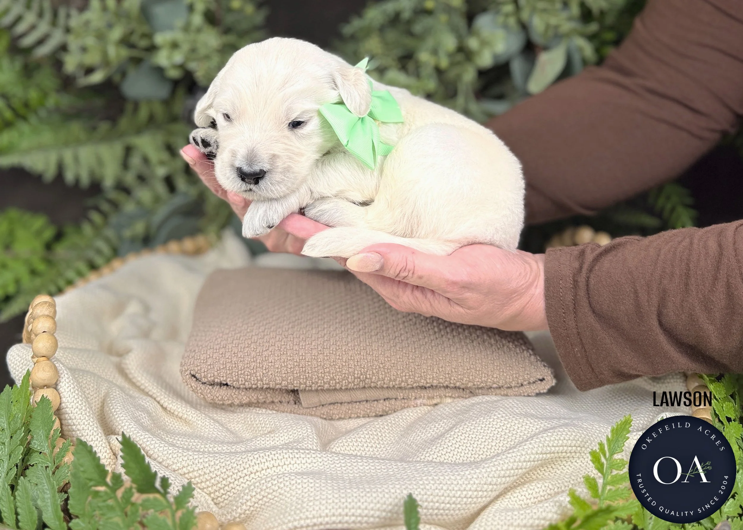 Lawson-Male-F1-Standard-English-Teddy-Bear-Goldendoodle-Puppy-For-Sale-Okefeild-Acres-Missouri.jpg (Copy)