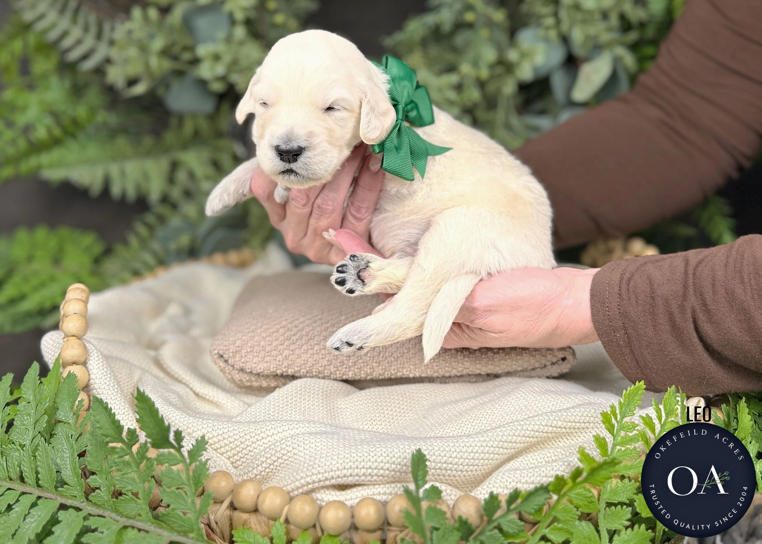 Leo-Male-F1-Standard-English-Teddy-Bear-Goldendoodle-Puppy-For-Sale-Okefeild-Acres-Missouri.jpg (Copy)