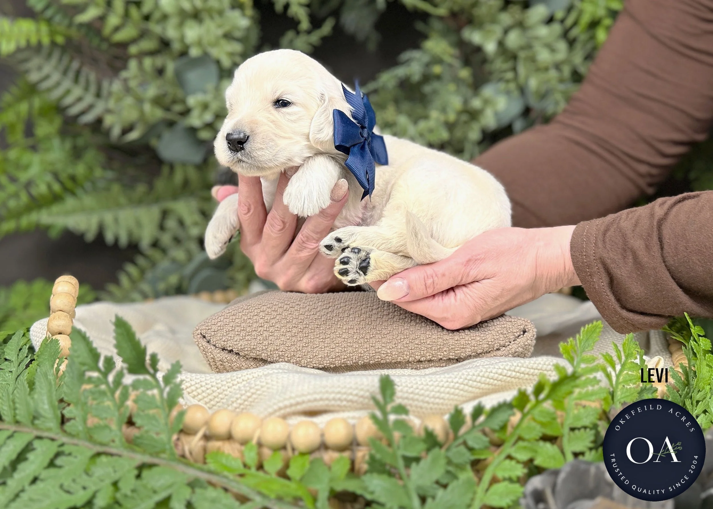 Levi-Male-F1-Standard-English-Teddy-Bear-Goldendoodle-Puppy-For-Sale-Okefeild-Acres-Missouri.jpg (Copy)
