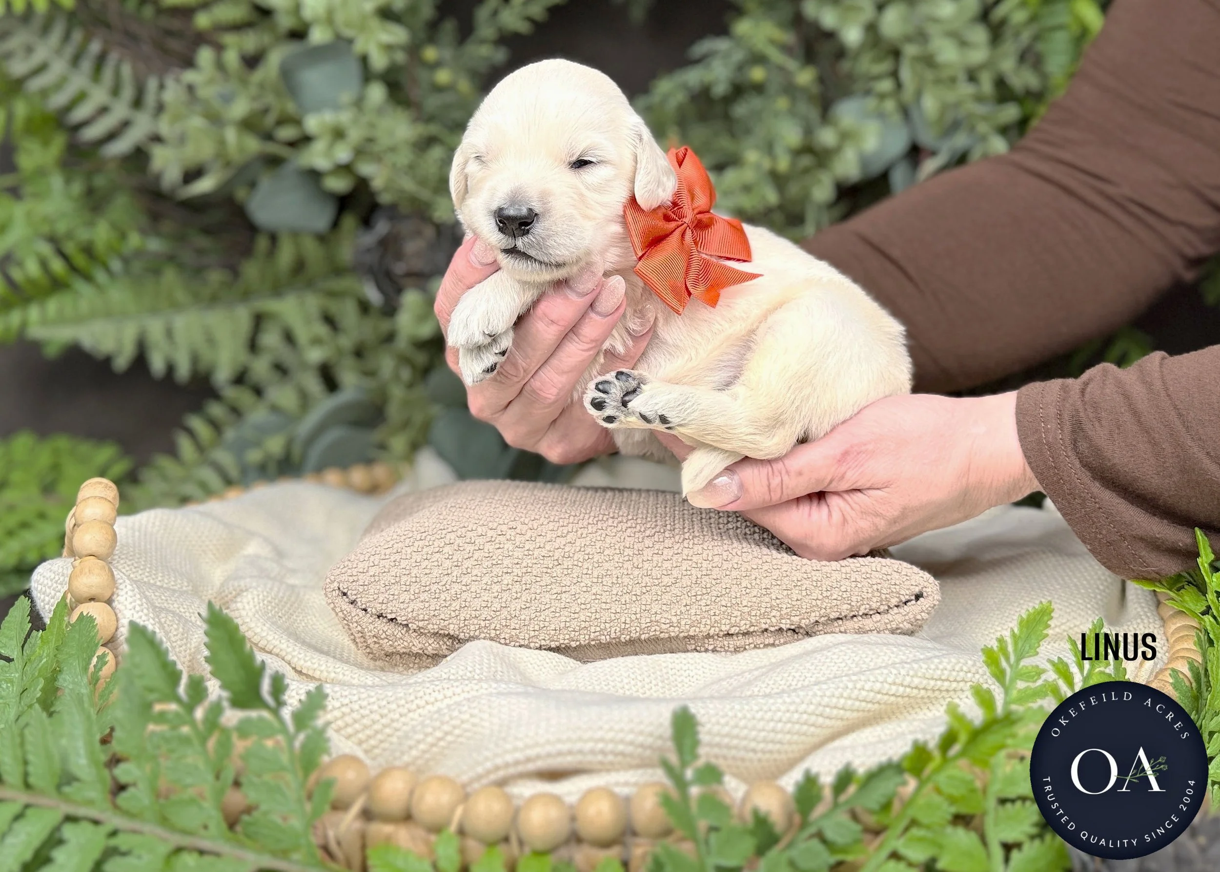 Linus-Male-F1-Standard-English-Teddy-Bear-Goldendoodle-Puppy-For-Sale-Okefeild-Acres-Missouri.jpg (Copy)