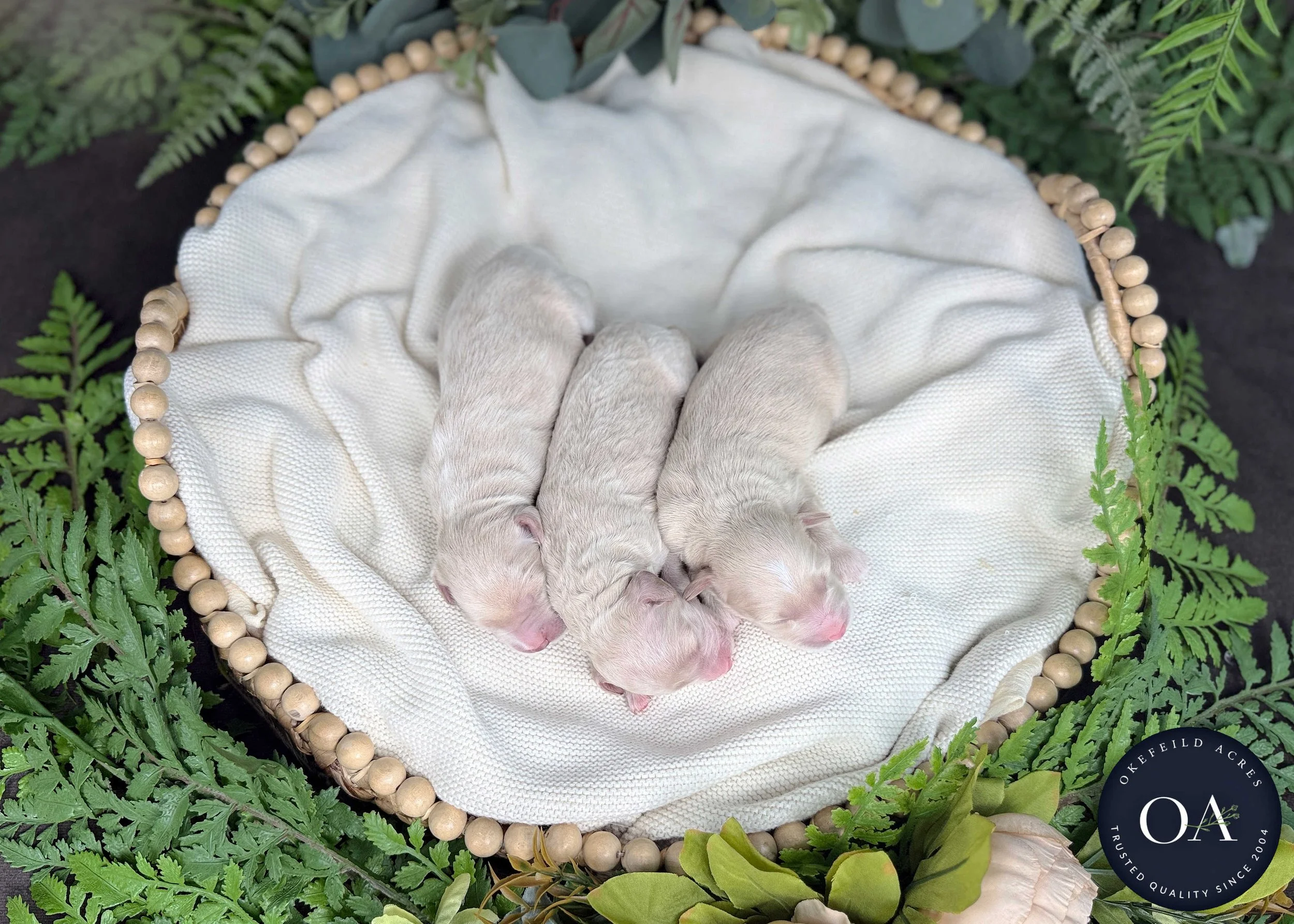 Cream-Female-F2b-Mini-English-Teddy-Bear-Goldendoodle-Puppies-For-Sale-Okefeild-Acres-Missouri-6.jpg