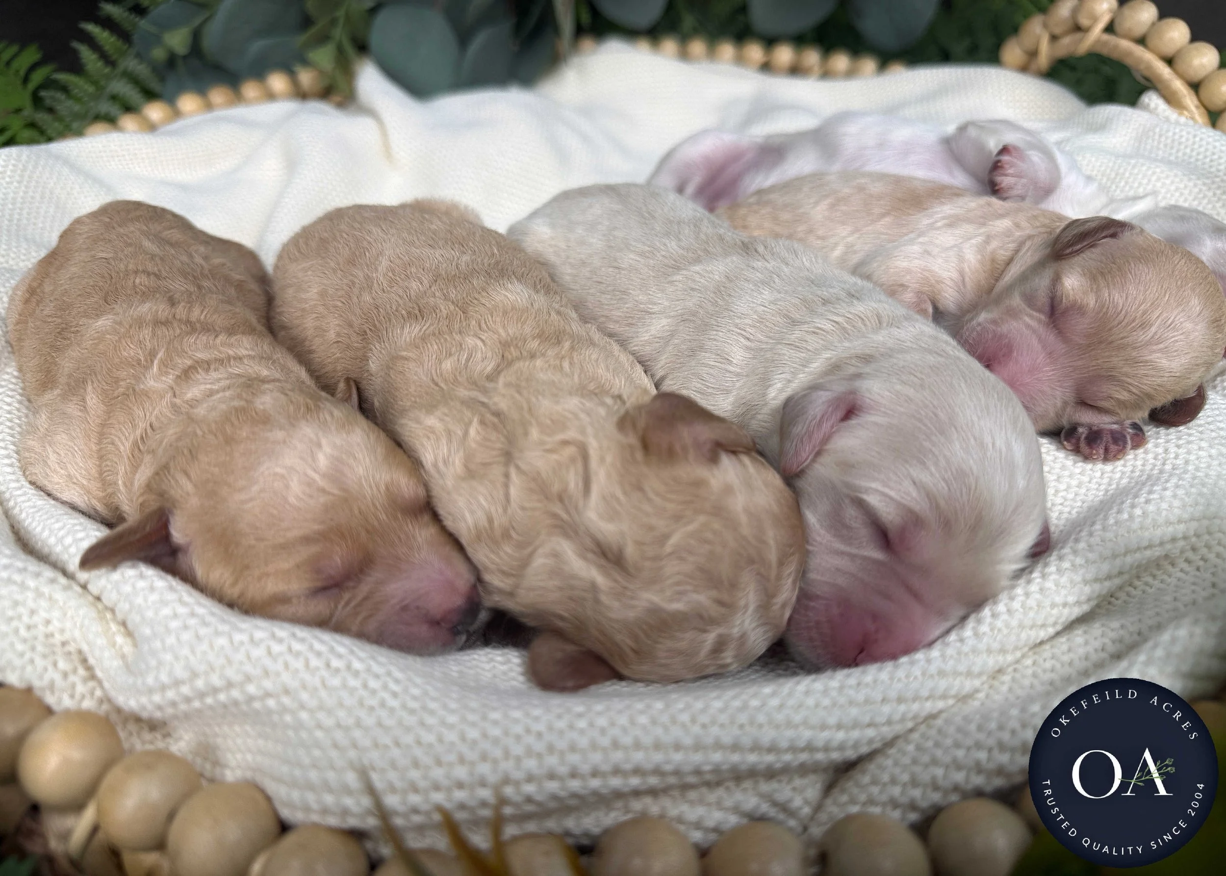 Cream-Male-F2b-Mini-English-Teddy-Bear-Goldendoodle-Puppies-For-Sale-Okefeild-Acres-Missouri-6.jpg