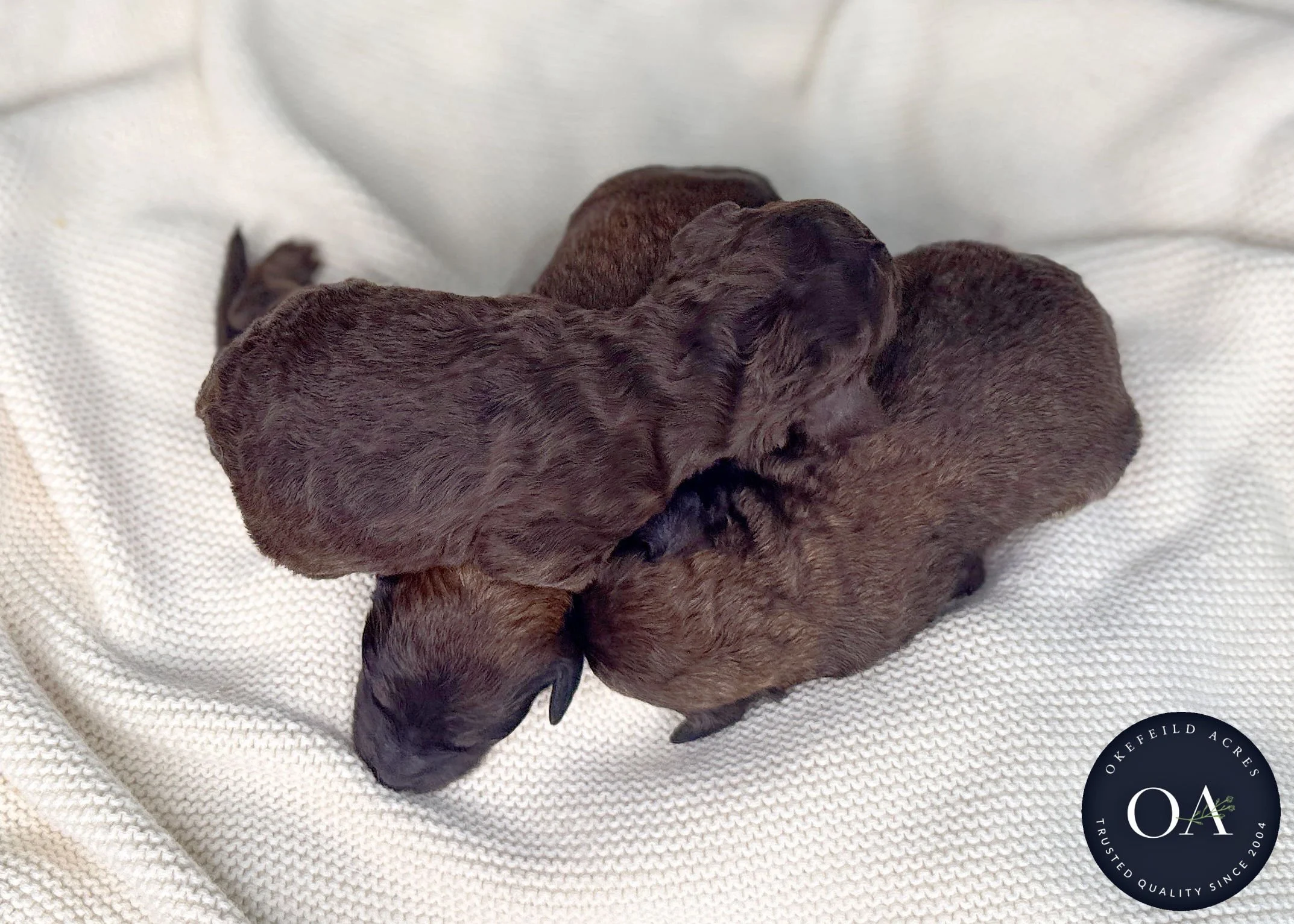 Br-Ph-Males-F2bb-Small-English-Teddy-Bear-Goldendoodle-Puppies-For-Sale-Okefeild-Acres-Missouri-3.jpg