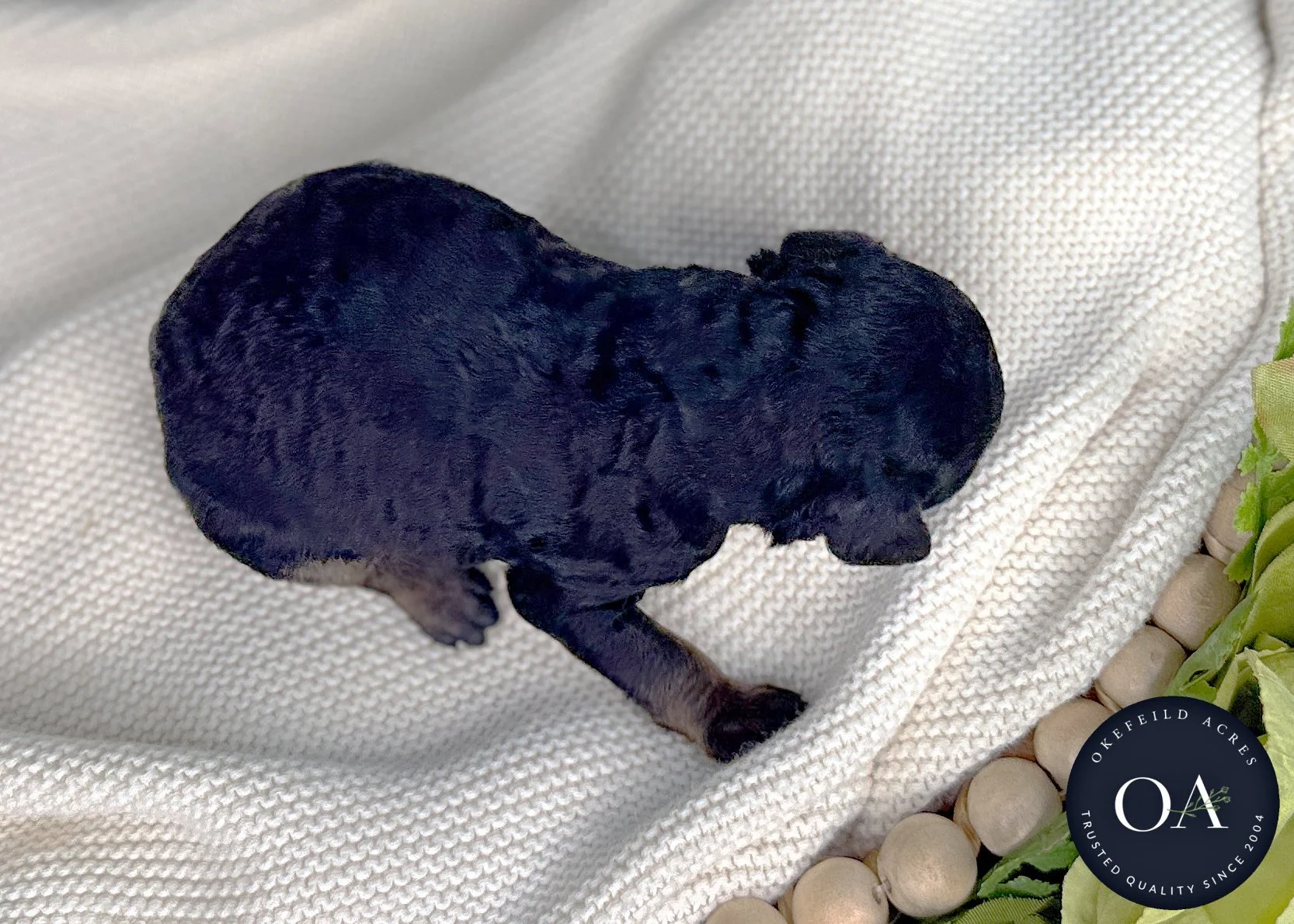 Blk-Ph-Male-Hailey-F2bb-Small-English-Teddy-Bear-Goldendoodle-Puppies-For-Sale-Okefeild-Acres-Missouri-2.jpg