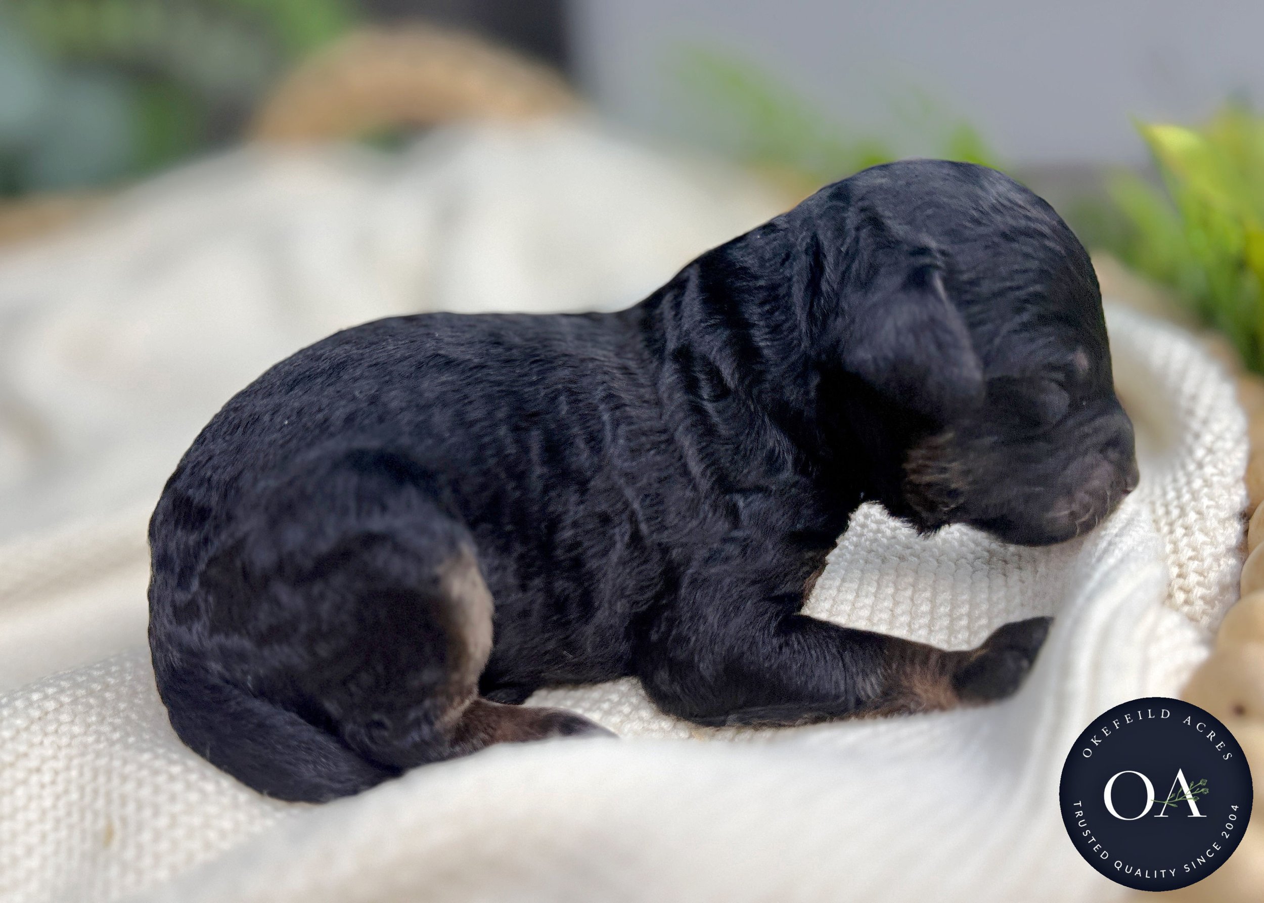 Blk-Ph-Male-Hailey-F2bb-Small-English-Teddy-Bear-Goldendoodle-Puppies-For-Sale-Okefeild-Acres-Missouri-3.jpg