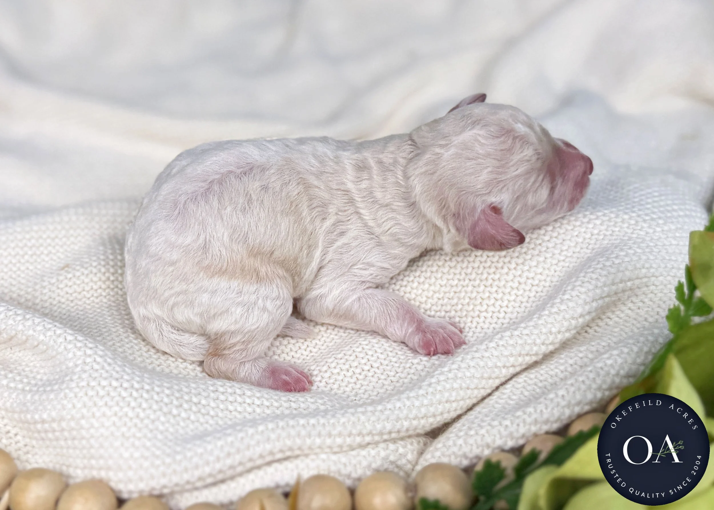 Cream-Male-F2bb-Small-English-Teddy-Bear-Goldendoodle-Puppy-For-Sale-Okefeild-Acres-Missouri-2.jpg