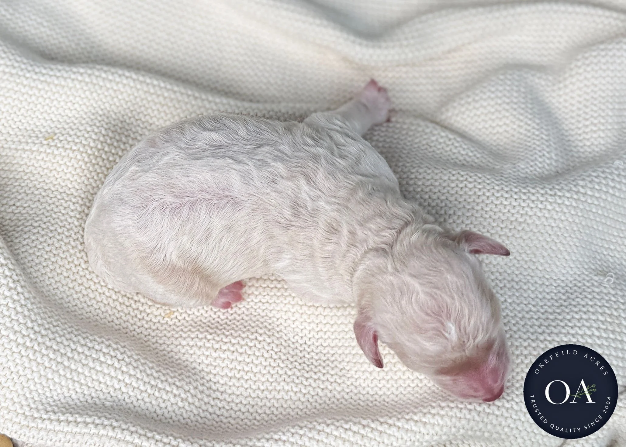 Cream-Male-F2bb-Small-English-Teddy-Bear-Goldendoodle-Puppy-For-Sale-Okefeild-Acres-Missouri-3.jpg