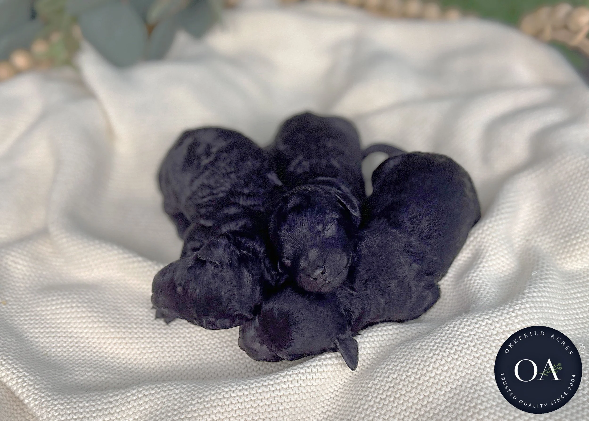 Blk-Fem-Hailey-F2bb-Small-English-Teddy-Bear-Goldendoodle-Puppies-For-Sale-Okefeild-Acres-Missouri-2.jpg