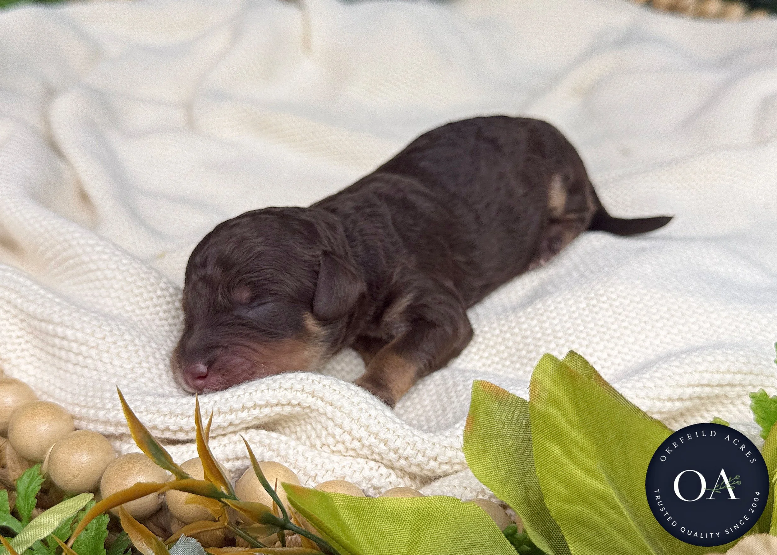 Br-Ph-Female-F2bb-Small-English-Teddy-Bear-Goldendoodle-Puppy-For-Sale-Okefeild-Acres-Missouri-1.jpg