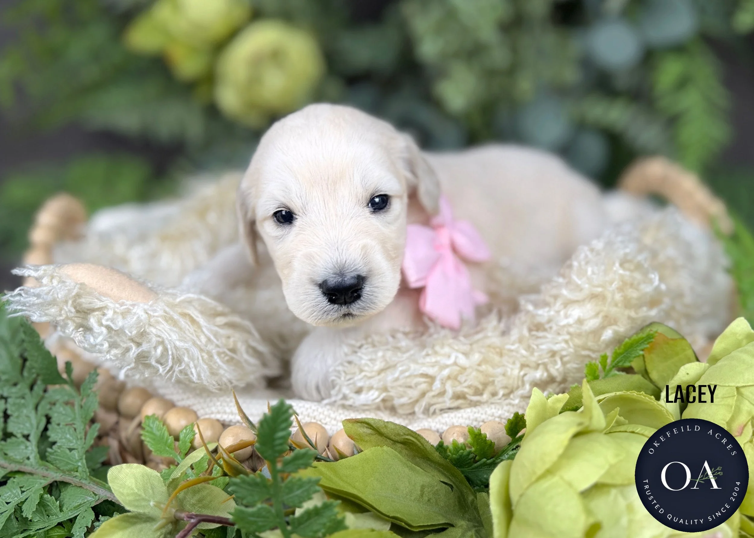 Lacey-F1-Standard-English-Teddy-Bear-Goldendoodle-Puppy-For-Sale-Okefeild-Acres-Missouri.jpg (Copy)