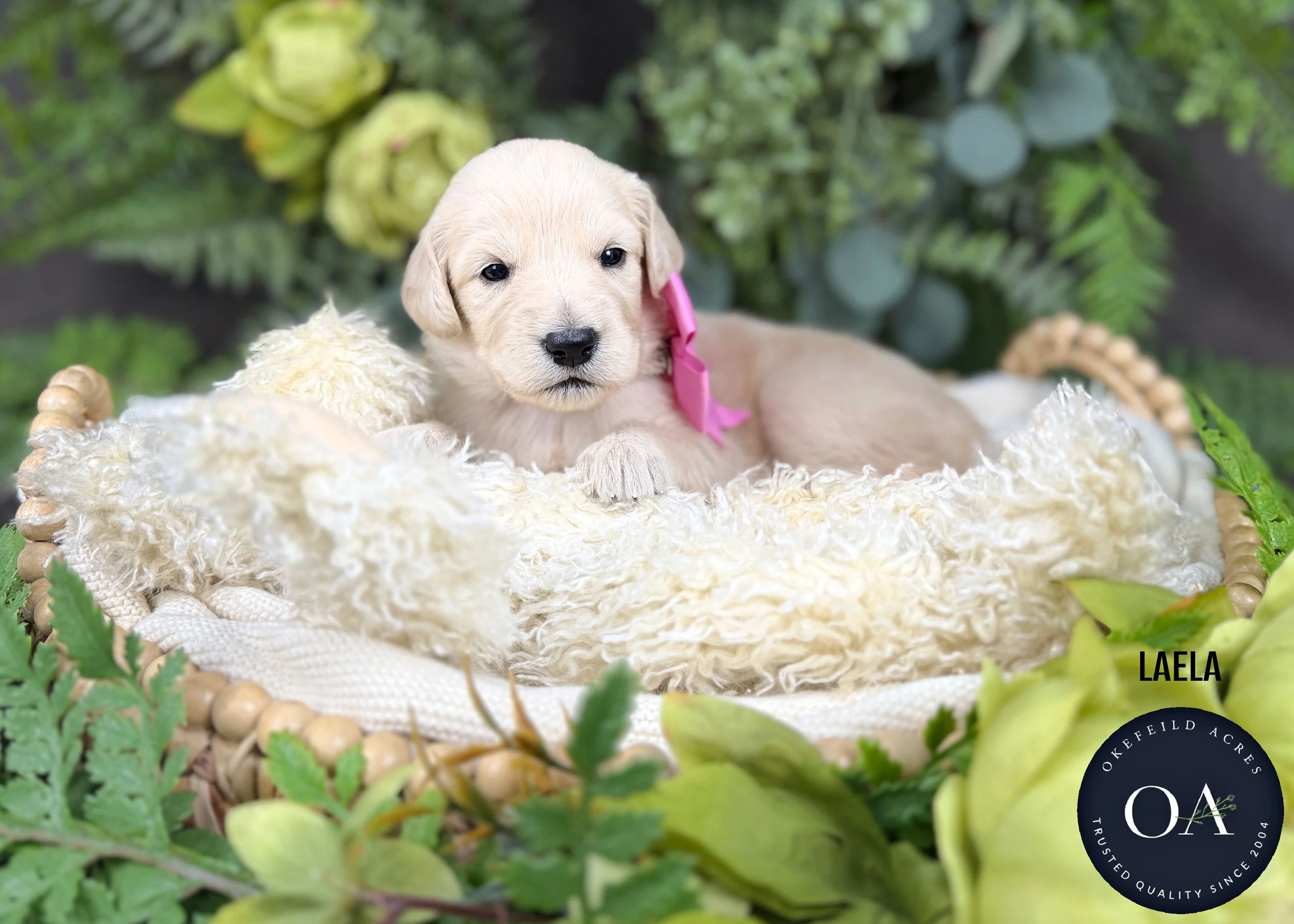 Laela-F1-Standard-English-Teddy-Bear-Goldendoodle-Puppy-For-Sale-Okefeild-Acres-Missouri.jpg (Copy)