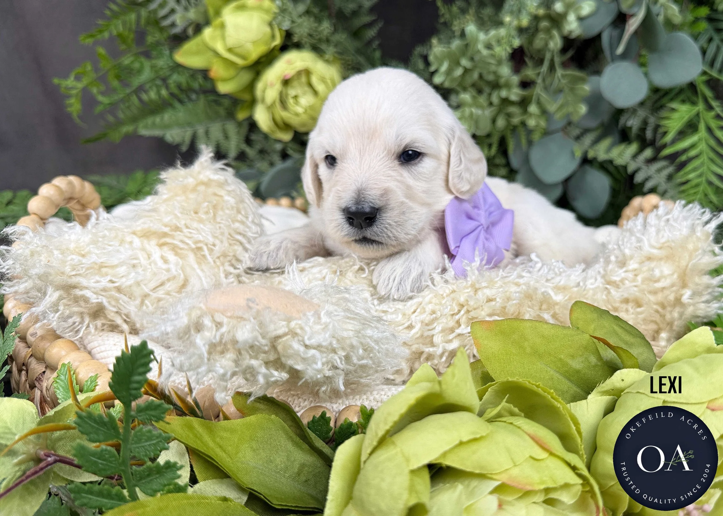 Lexi-F1-Standard-English-Teddy-Bear-Goldendoodle-Puppy-For-Sale-Okefeild-Acres-Missouri.jpg (Copy)