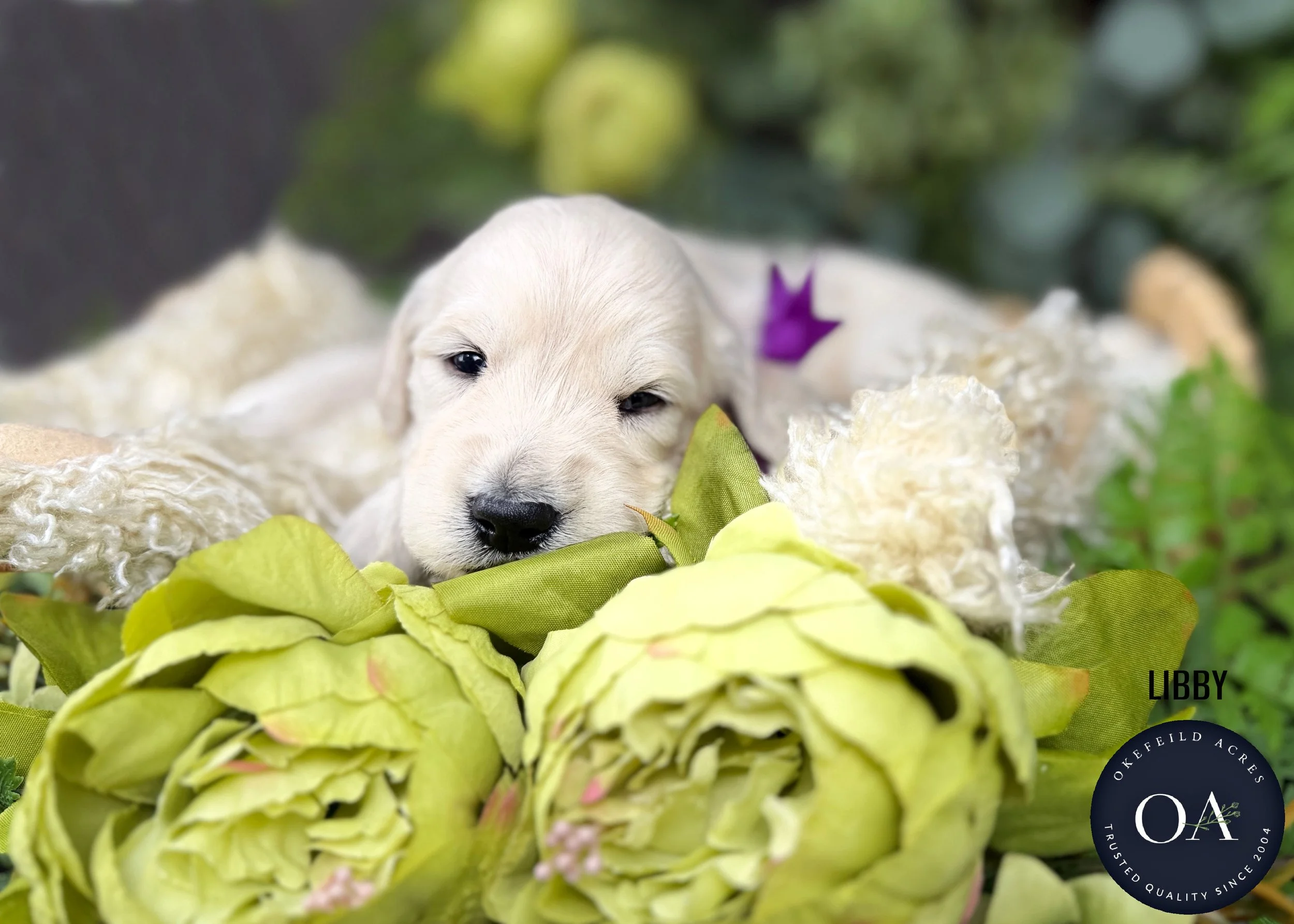 Libby-F1-Standard-English-Teddy-Bear-Goldendoodle-Puppy-For-Sale-Okefeild-Acres-Missouri.jpg (Copy)
