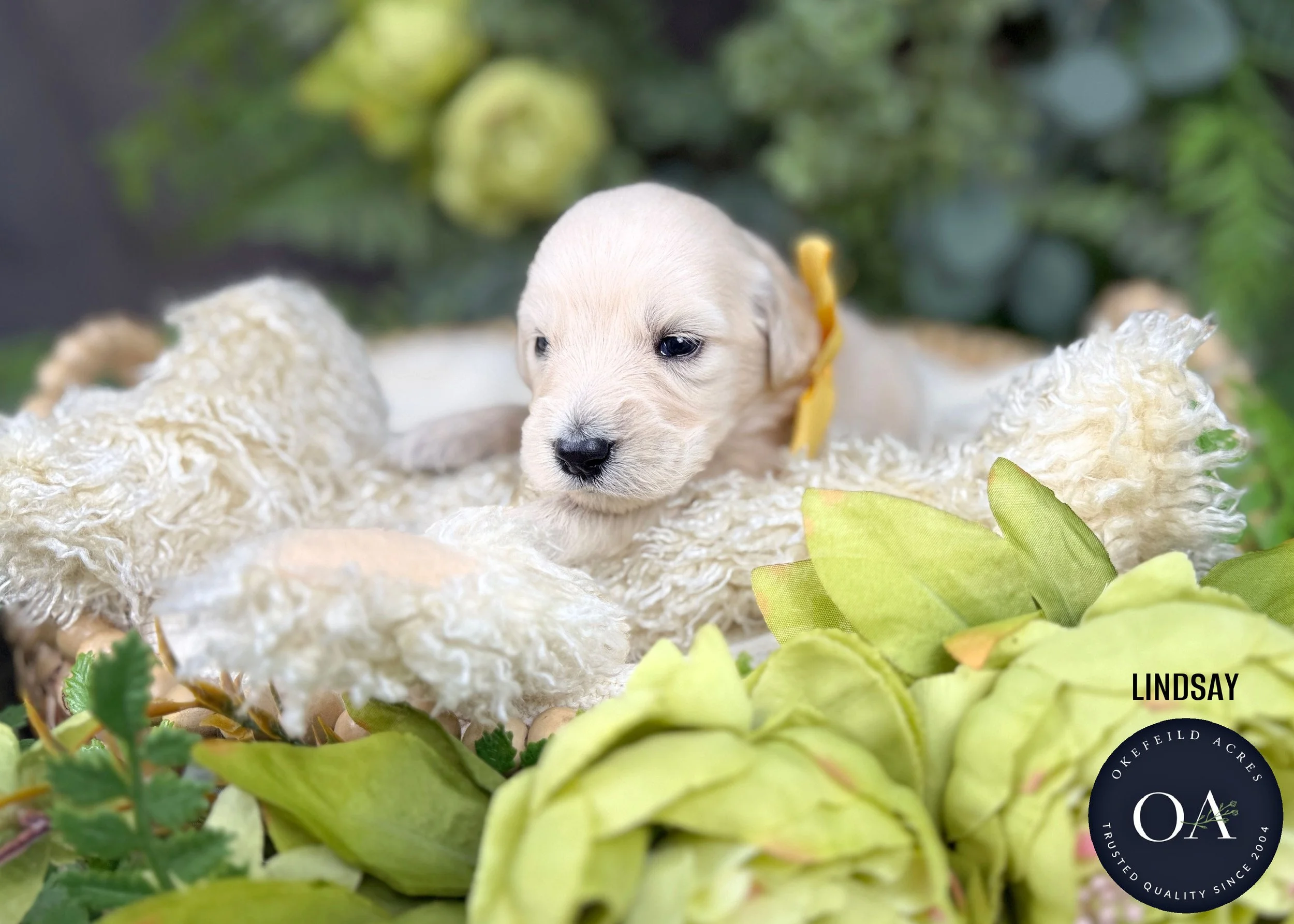 Lindsay-F1-Standard-English-Teddy-Bear-Goldendoodle-Puppy-For-Sale-Okefeild-Acres-Missouri.jpg (Copy)