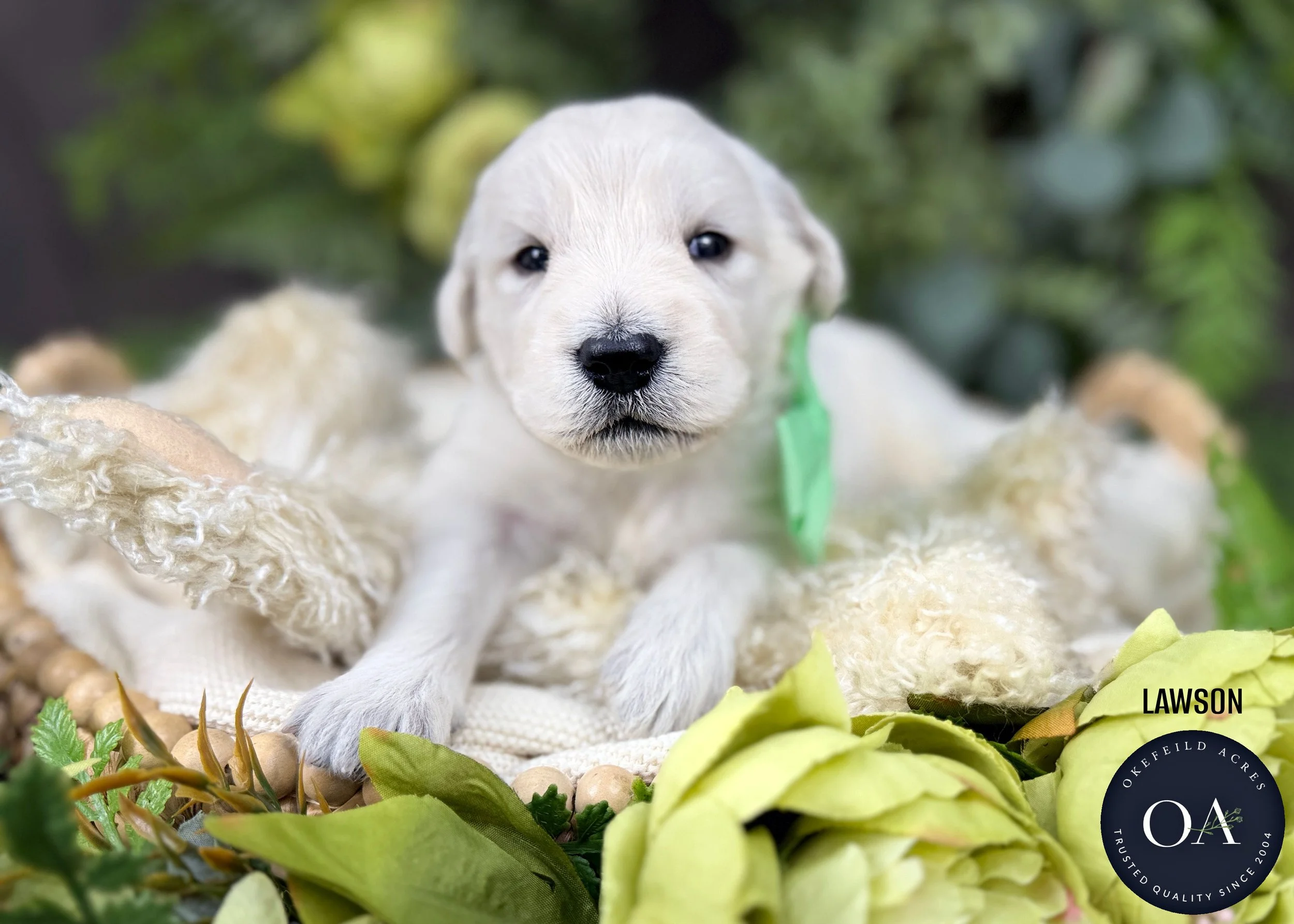 Lawson-F1-Standard-English-Teddy-Bear-Goldendoodle-Puppy-For-Sale-Okefeild-Acres-Missouri.jpg (Copy)