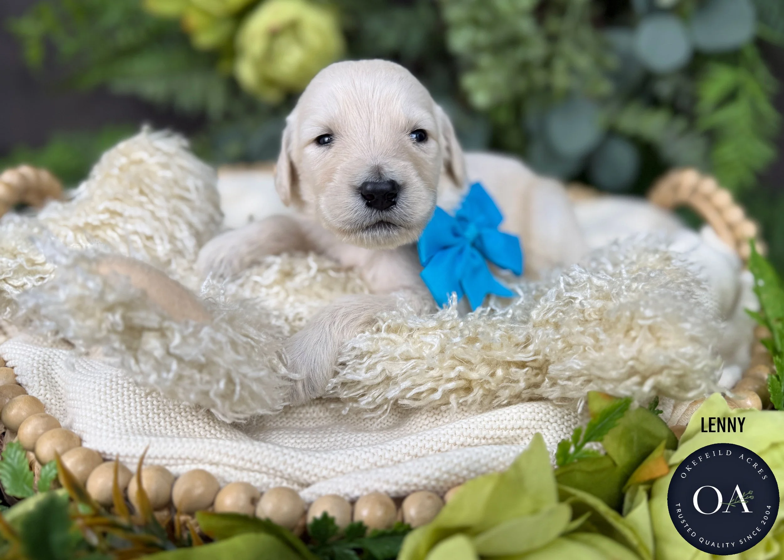Lenny-F1-Standard-English-Teddy-Bear-Goldendoodle-Puppy-For-Sale-Okefeild-Acres-Missouri.jpg (Copy)