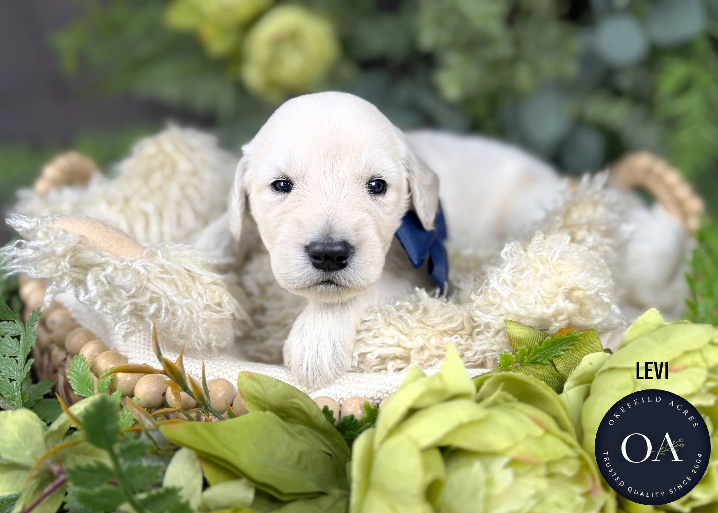 Levi-F1-Standard-English-Teddy-Bear-Goldendoodle-Puppy-For-Sale-Okefeild-Acres-Missouri.jpg (Copy)