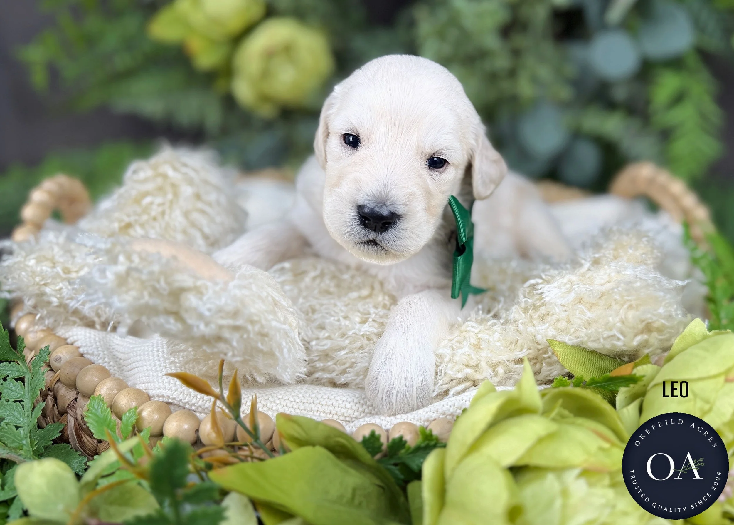 Leo-F1-Standard-English-Teddy-Bear-Goldendoodle-Puppy-For-Sale-Okefeild-Acres-Missouri.jpg (Copy)
