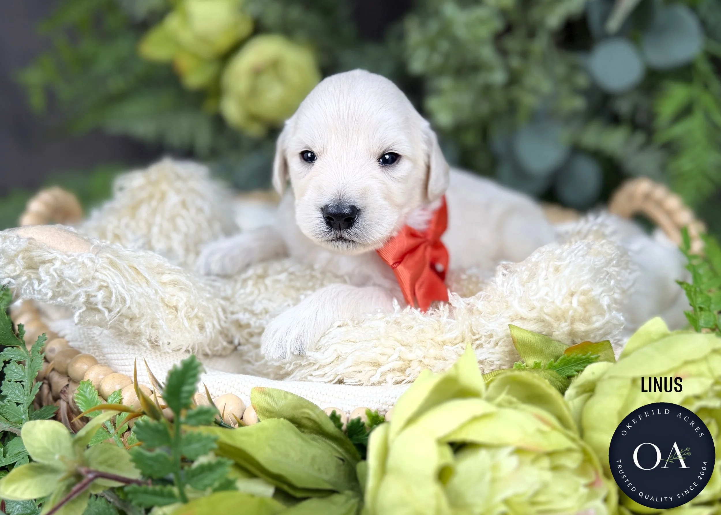 Linus-F1-Standard-English-Teddy-Bear-Goldendoodle-Puppy-For-Sale-Okefeild-Acres-Missouri.jpg (Copy)