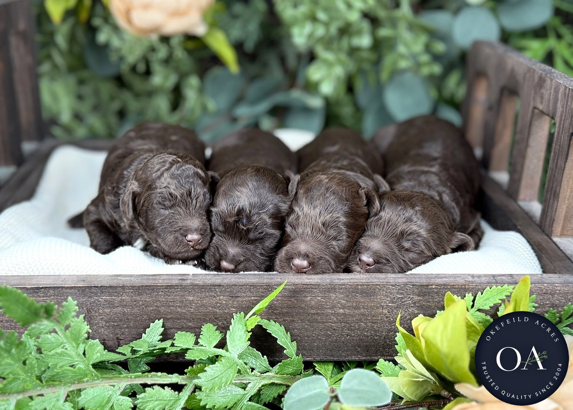 Brown-Female-F2b-Mini-English-Teddy-Bear-Goldendoodle-Puppies-For-Sale-Okefeild-Acres-Missouri-1 (1).jpg (Copy) (Copy)