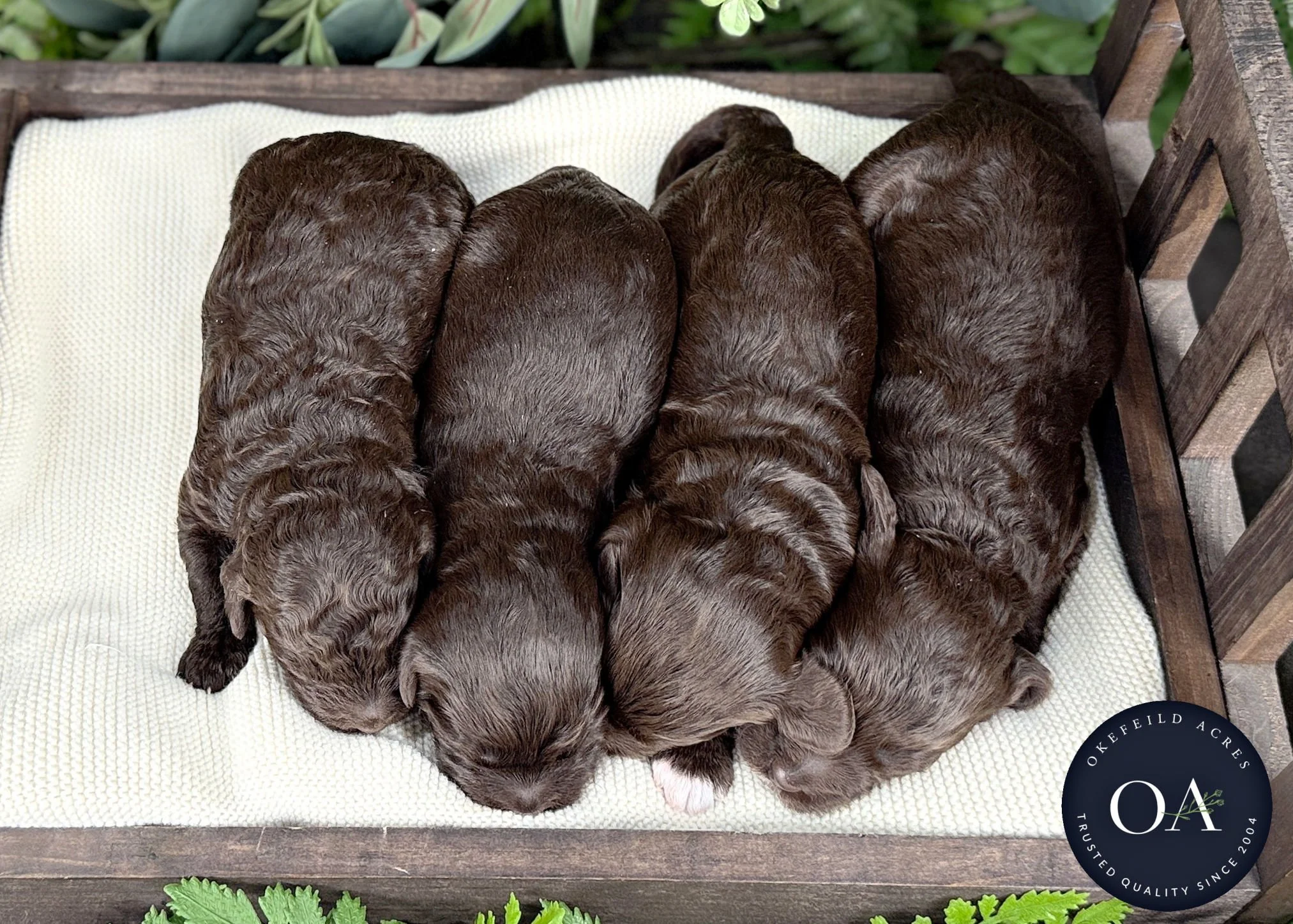 Brown-Female-F2b-Mini-English-Teddy-Bear-Goldendoodle-Puppies-For-Sale-Okefeild-Acres-Missouri-2 (1).jpg (Copy) (Copy)