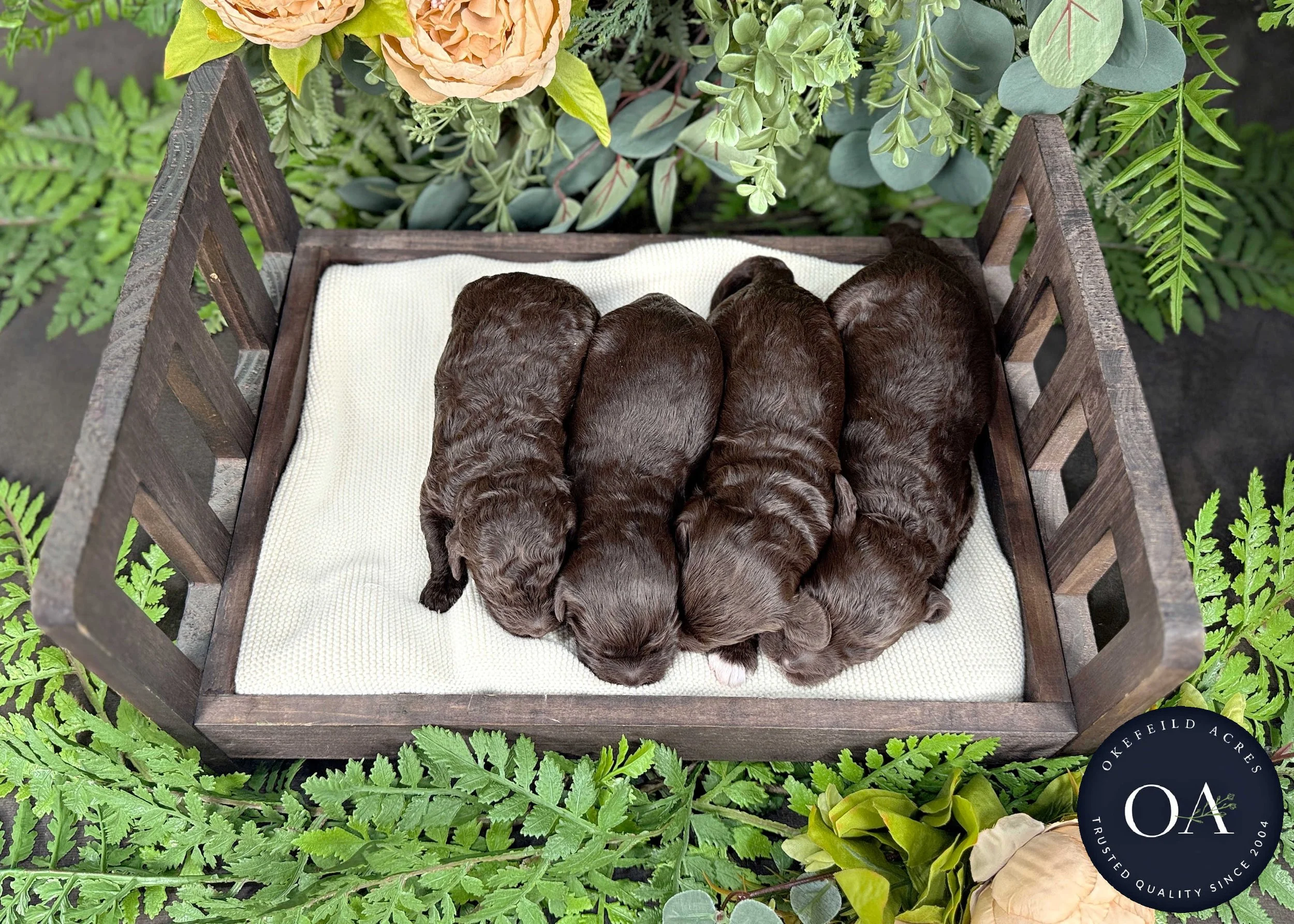 Brown-Female-F2b-Mini-English-Teddy-Bear-Goldendoodle-Puppies-For-Sale-Okefeild-Acres-Missouri-2.jpg (Copy) (Copy)