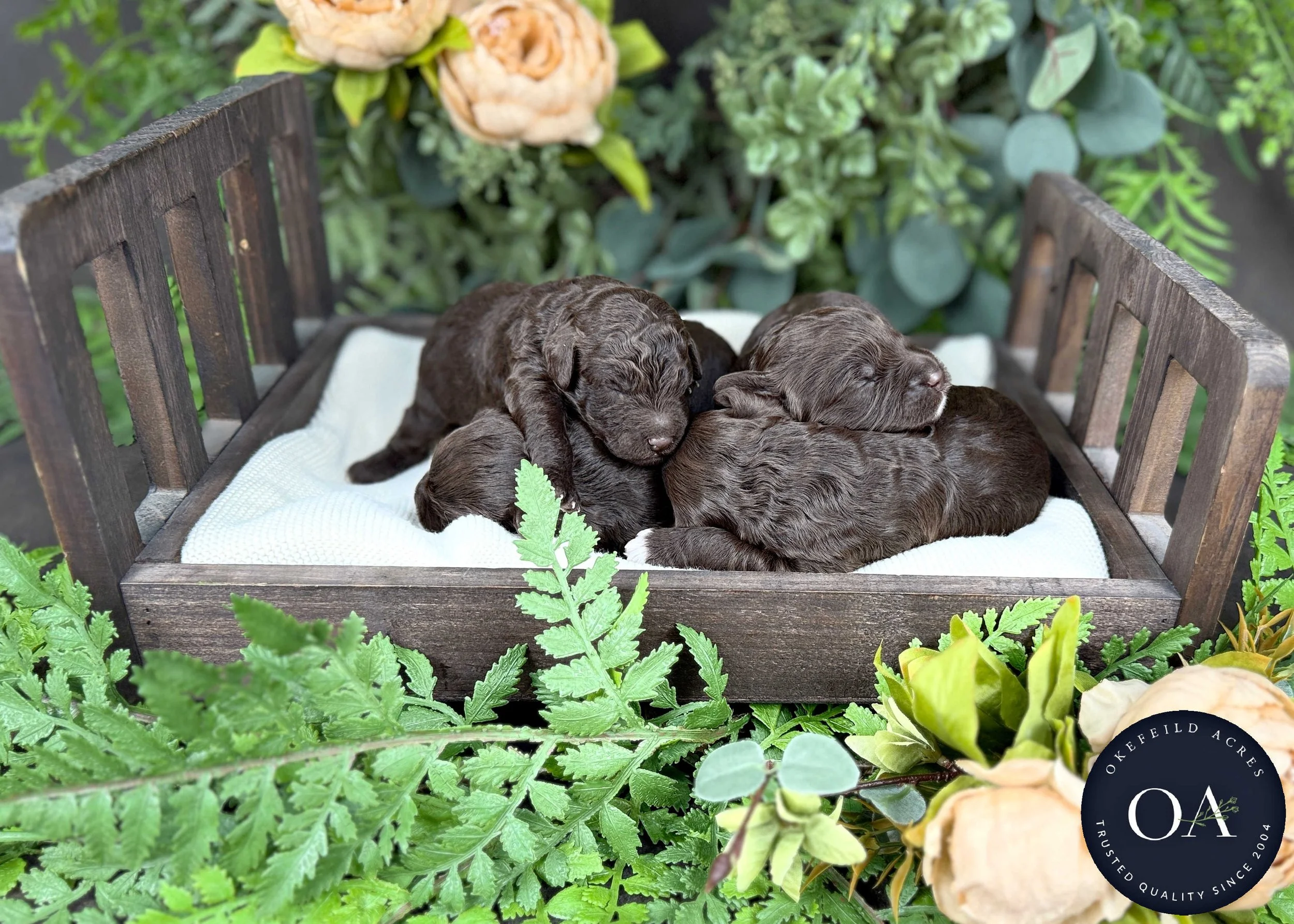 Brown-Female-F2b-Mini-English-Teddy-Bear-Goldendoodle-Puppies-For-Sale-Okefeild-Acres-Missouri-3.jpg (Copy) (Copy)