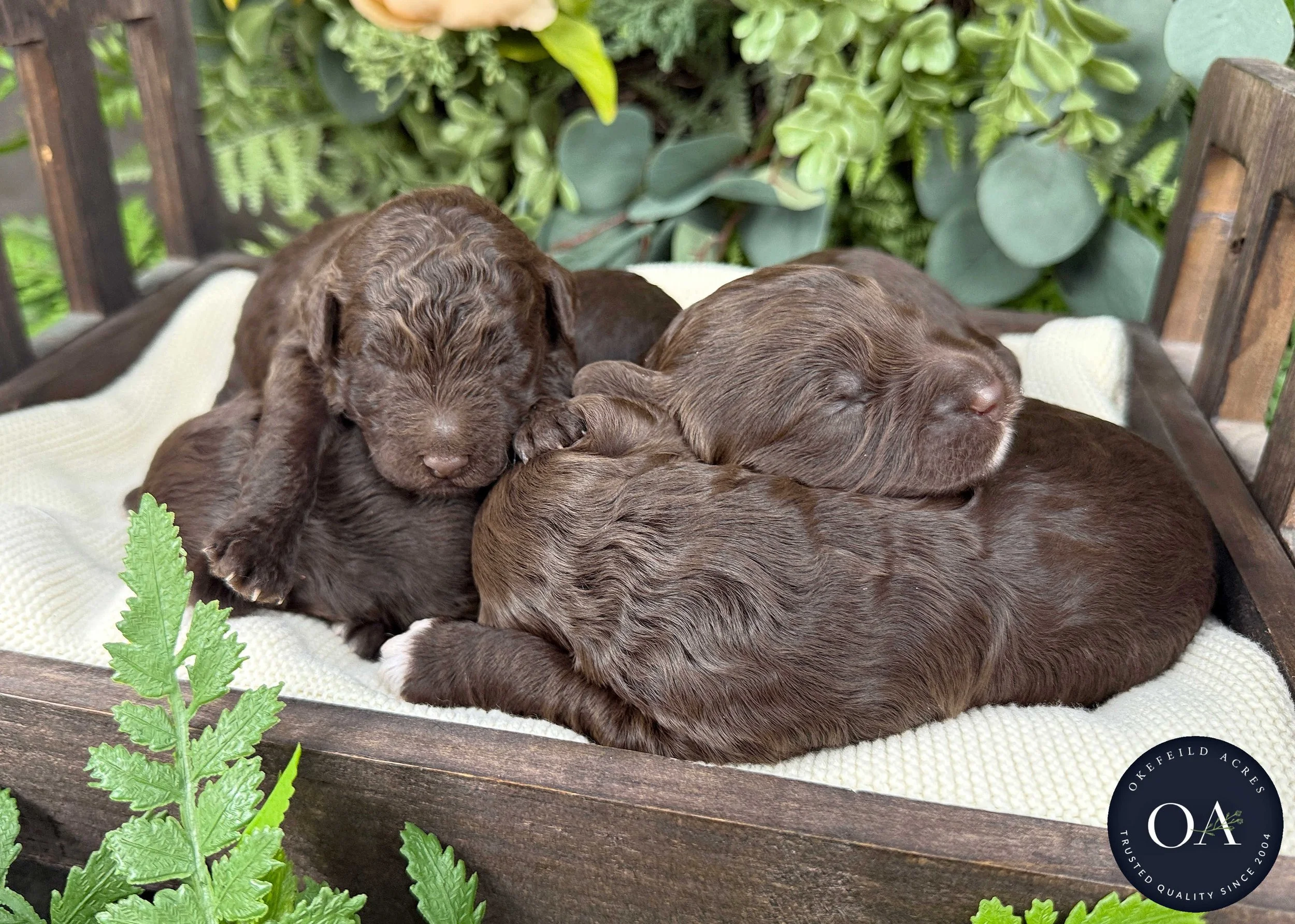 Brown-Female-F2b-Mini-English-Teddy-Bear-Goldendoodle-Puppies-For-Sale-Okefeild-Acres-Missouri-4.jpg (Copy) (Copy)