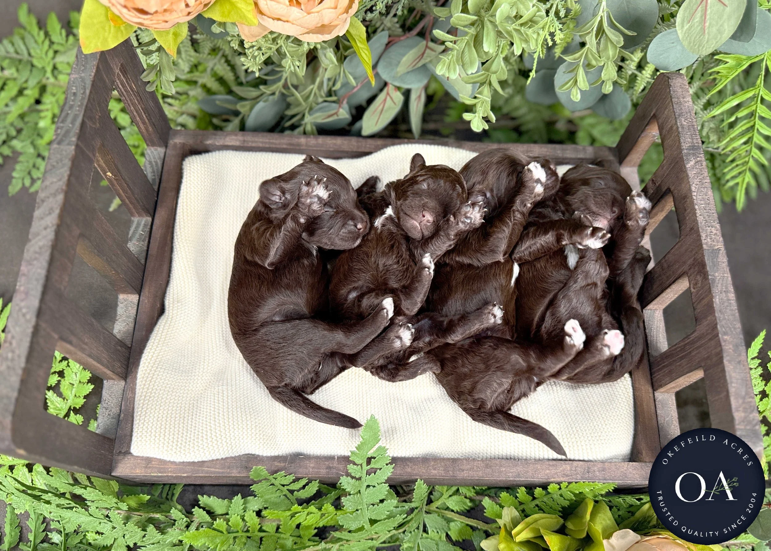 Brown-Female-F2b-Mini-English-Teddy-Bear-Goldendoodle-Puppies-For-Sale-Okefeild-Acres-Missouri-5.jpg (Copy) (Copy)