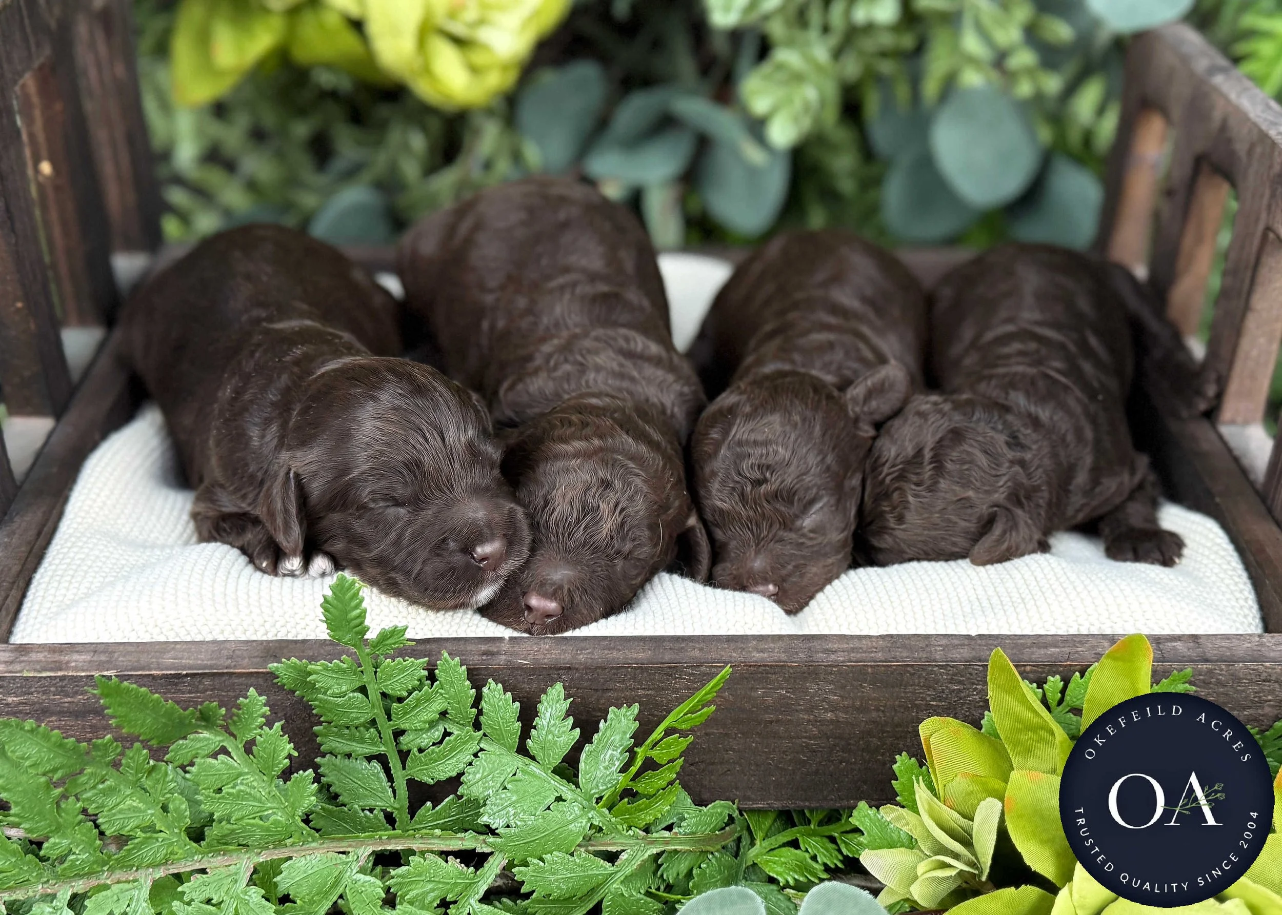 Brown-Male-F2b-Mini-English-Teddy-Bear-Goldendoodle-Puppies-For-Sale-Okefeild-Acres-Missouri-1 (1) (1).jpg (Copy)