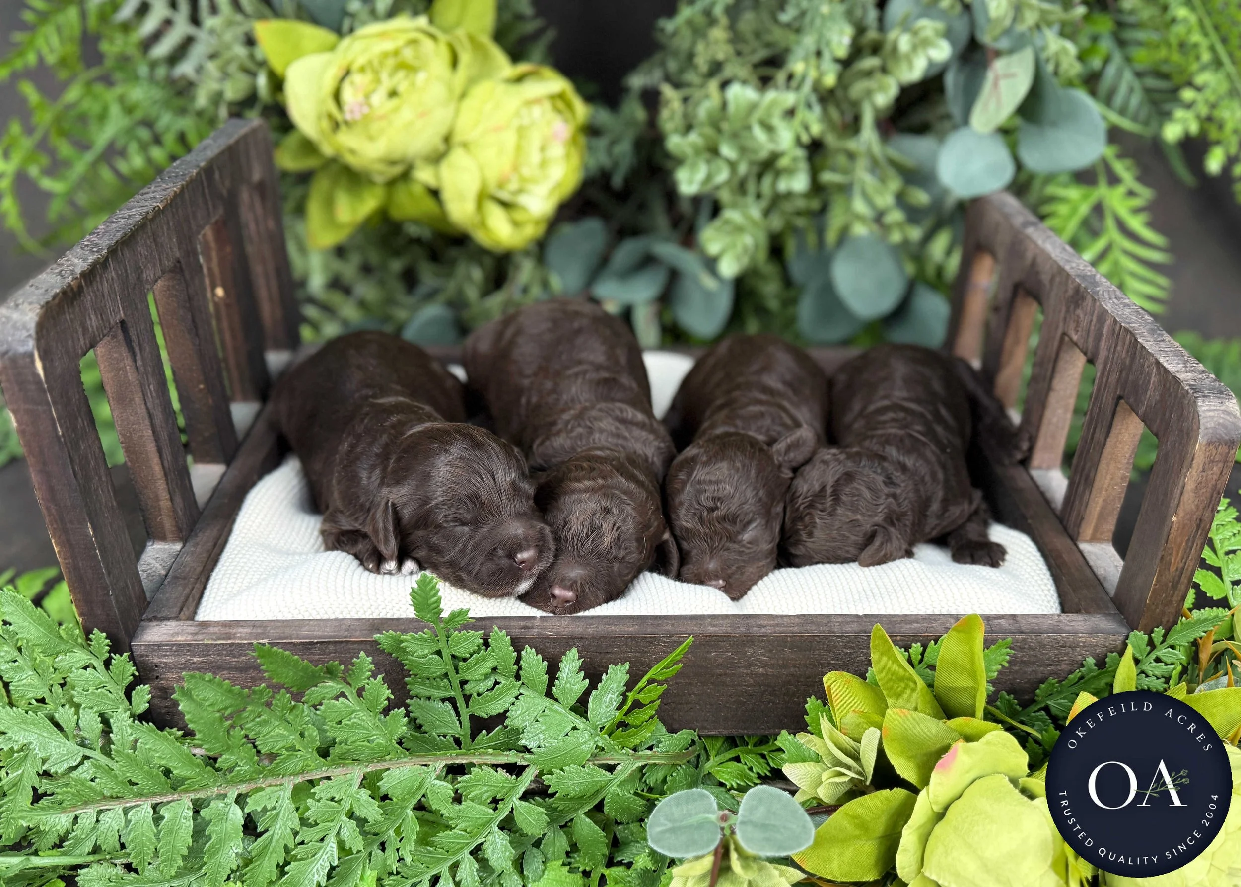 Brown-Male-F2b-Mini-English-Teddy-Bear-Goldendoodle-Puppies-For-Sale-Okefeild-Acres-Missouri-1 (1).jpg (Copy)