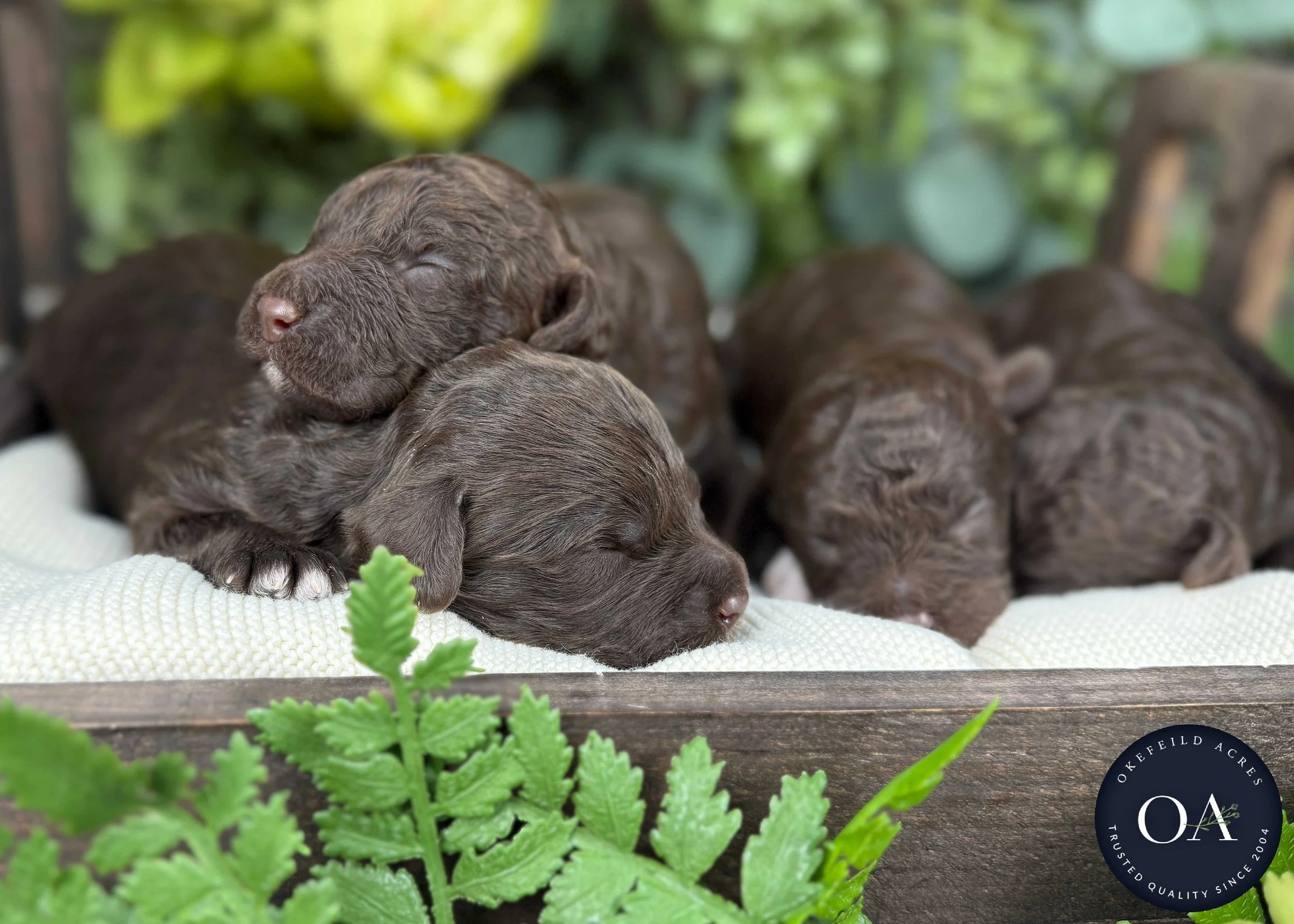 Brown-Male-F2b-Mini-English-Teddy-Bear-Goldendoodle-Puppies-For-Sale-Okefeild-Acres-Missouri-2.jpg (Copy)