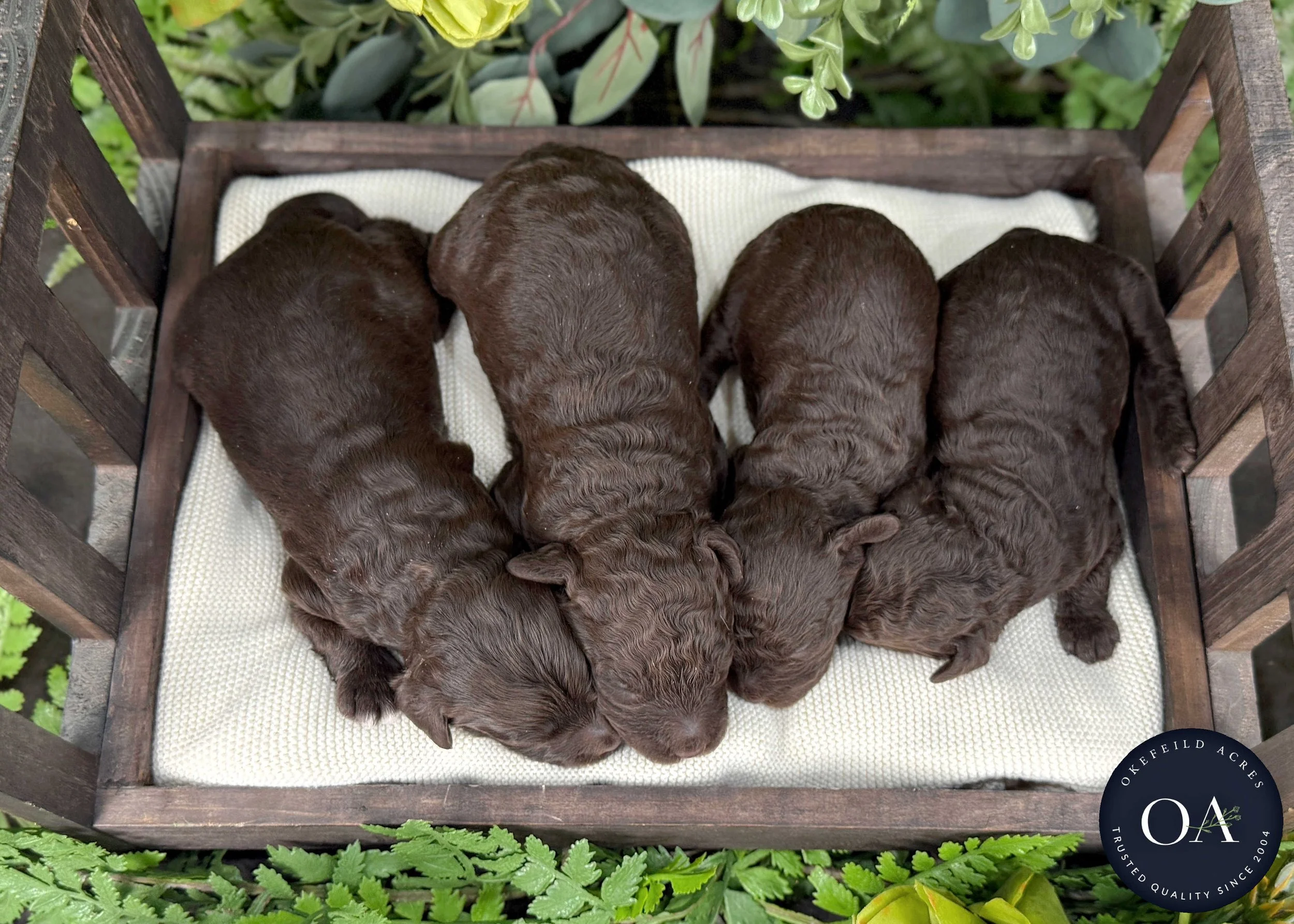 Brown-Male-F2b-Mini-English-Teddy-Bear-Goldendoodle-Puppies-For-Sale-Okefeild-Acres-Missouri-3 (1).jpg (Copy)