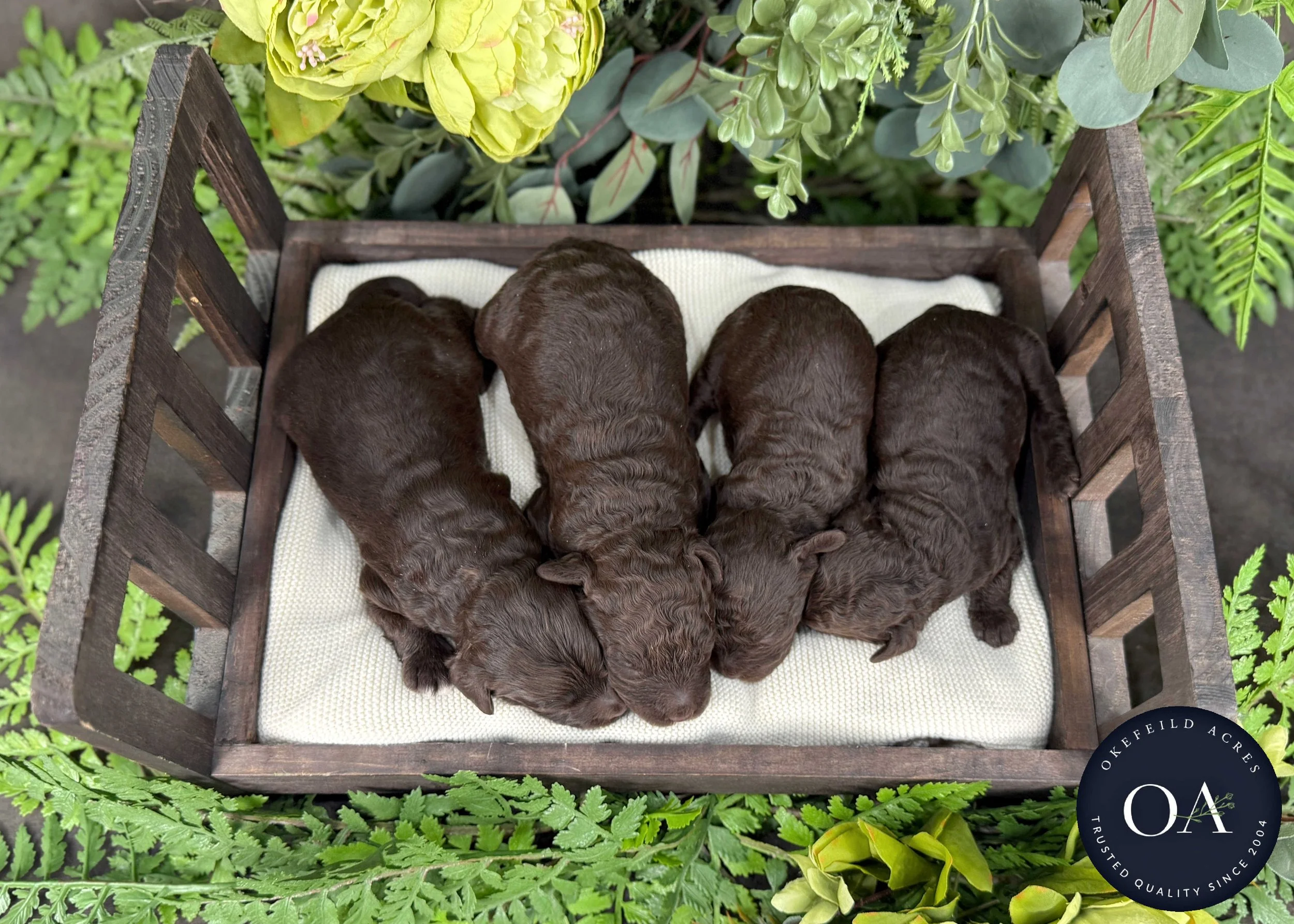 Brown-Male-F2b-Mini-English-Teddy-Bear-Goldendoodle-Puppies-For-Sale-Okefeild-Acres-Missouri-3.jpg (Copy)