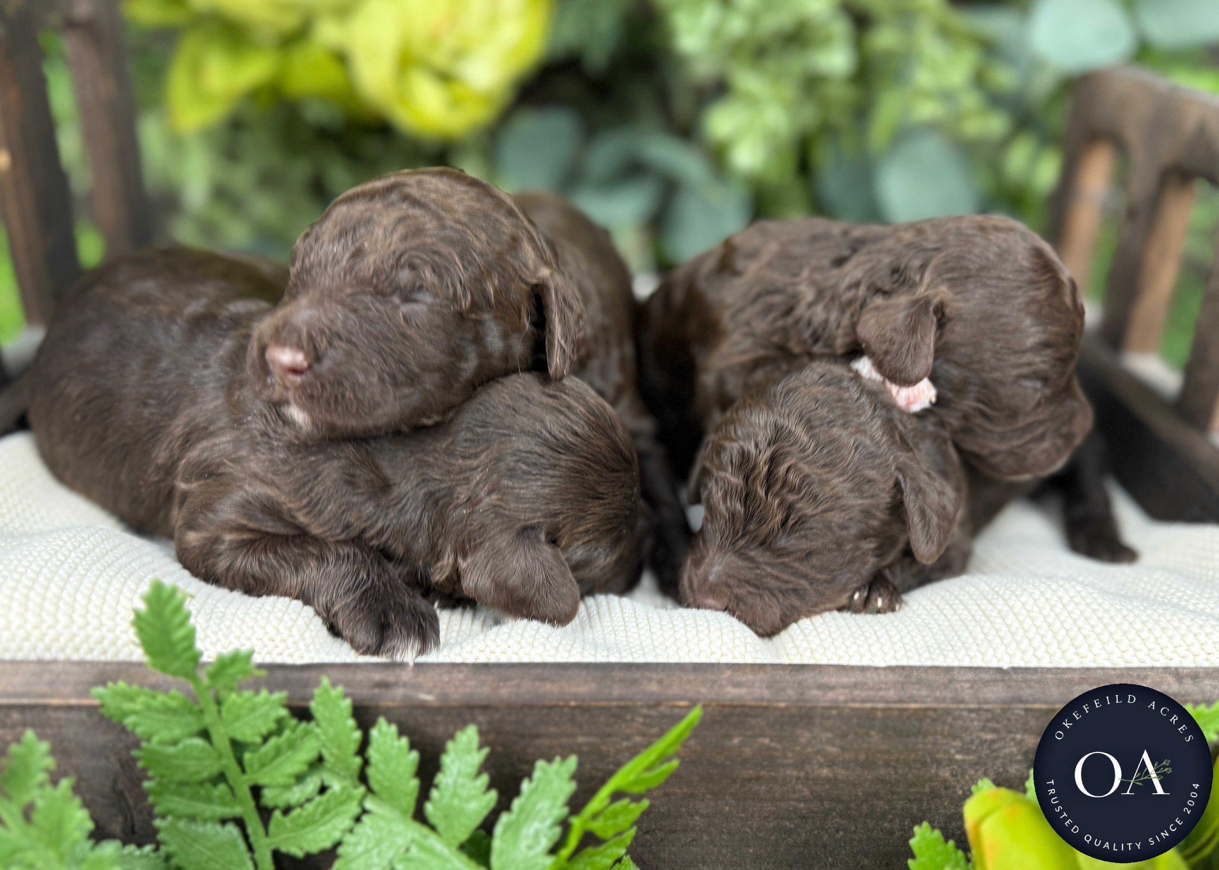 Brown-Male-F2b-Mini-English-Teddy-Bear-Goldendoodle-Puppies-For-Sale-Okefeild-Acres-Missouri-4.jpg (Copy)