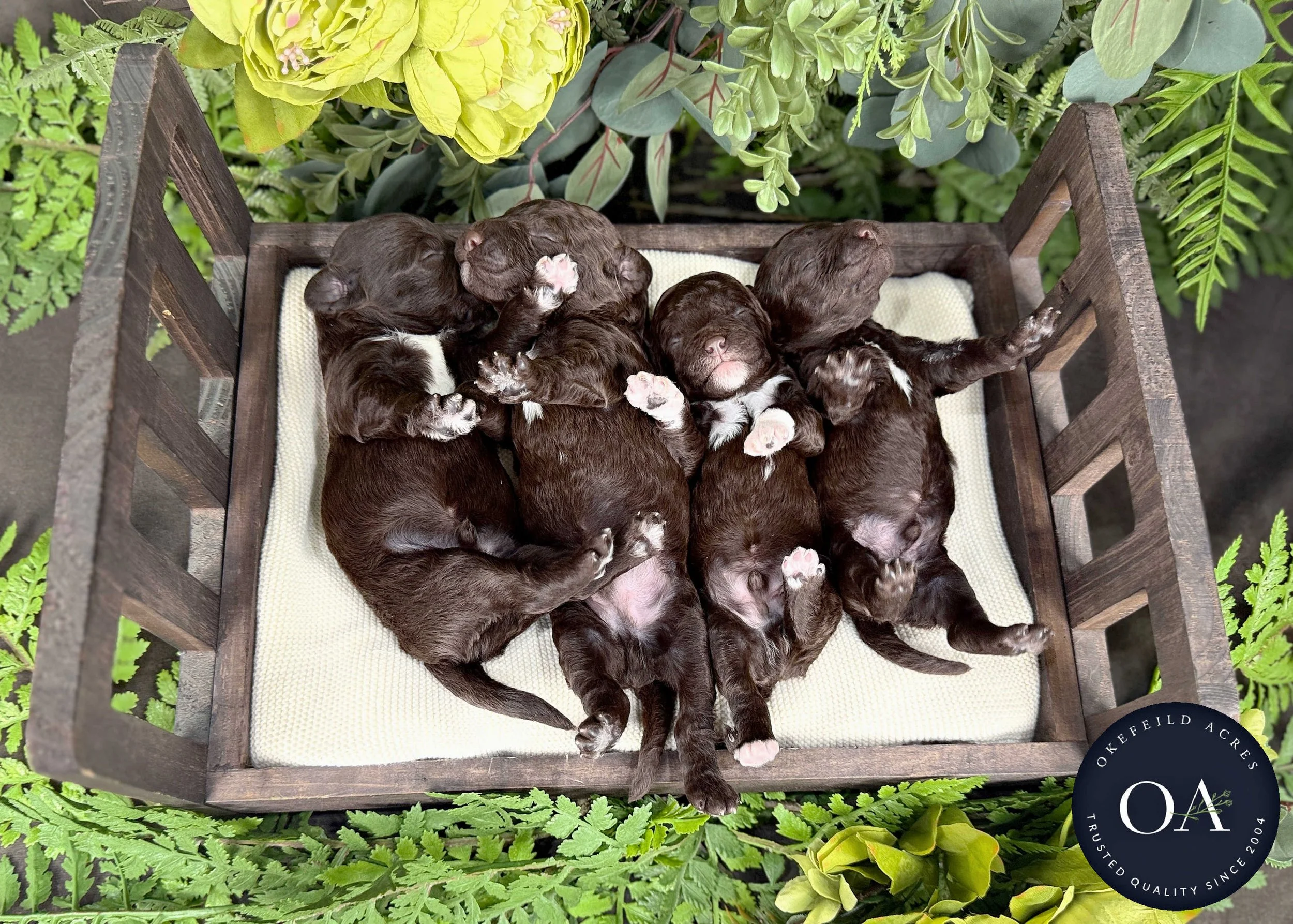 Brown-Male-F2b-Mini-English-Teddy-Bear-Goldendoodle-Puppies-For-Sale-Okefeild-Acres-Missouri-5.jpg (Copy)