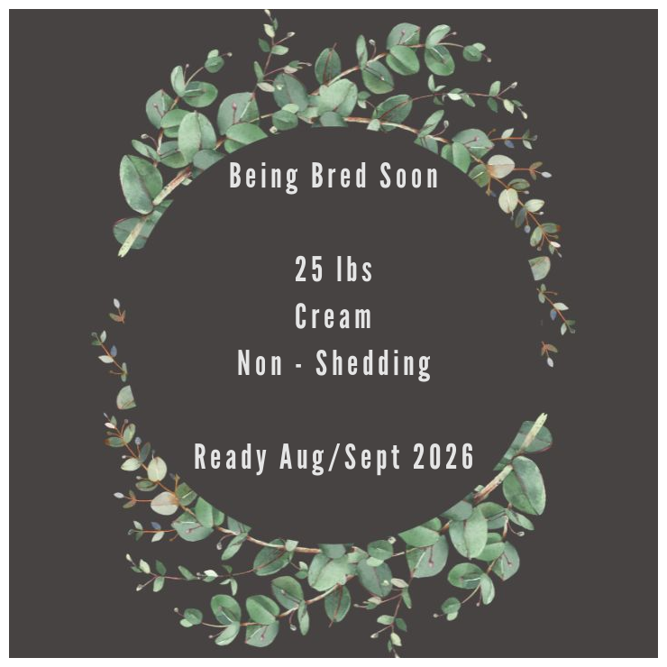 Summer Ollie Litter.png