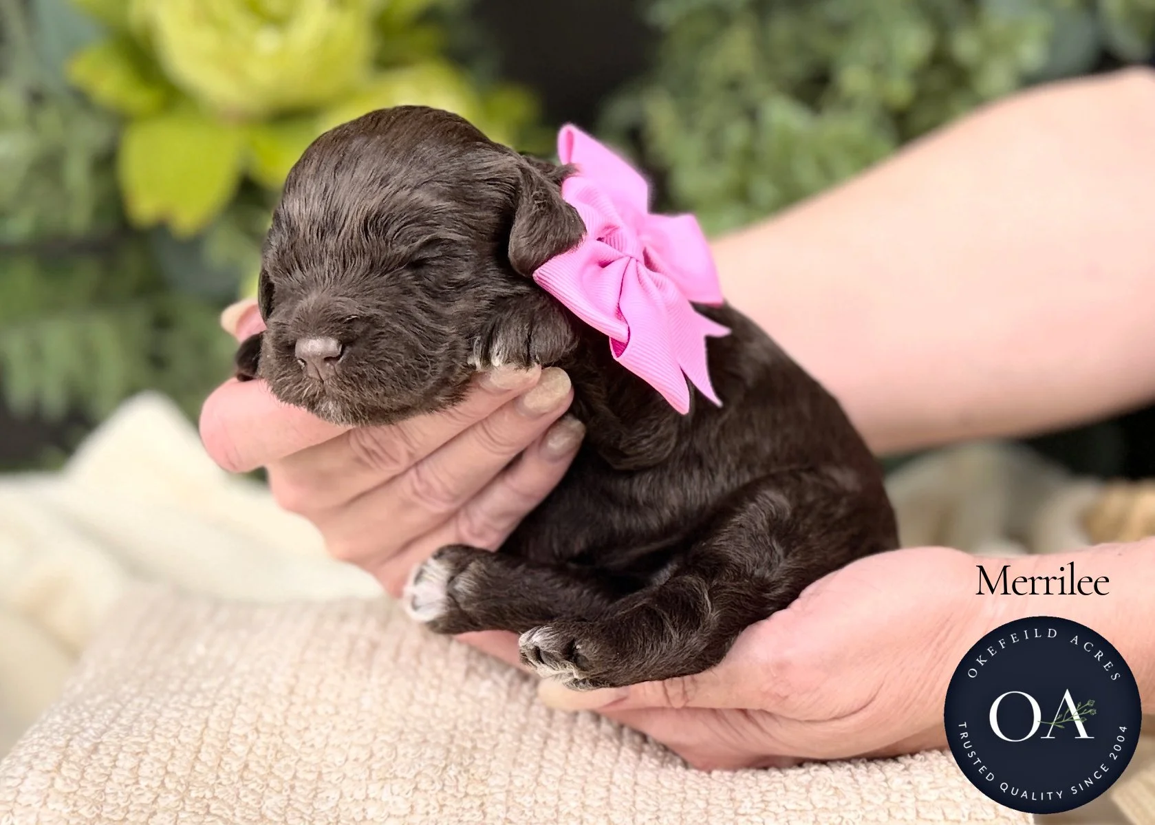 Merrilee-F2b-Mini-English-Teddy-Bear-Goldendoodle-Puppy-For-Sale-Okefeild-Acres-Missouri.jpg (Copy) (Copy)