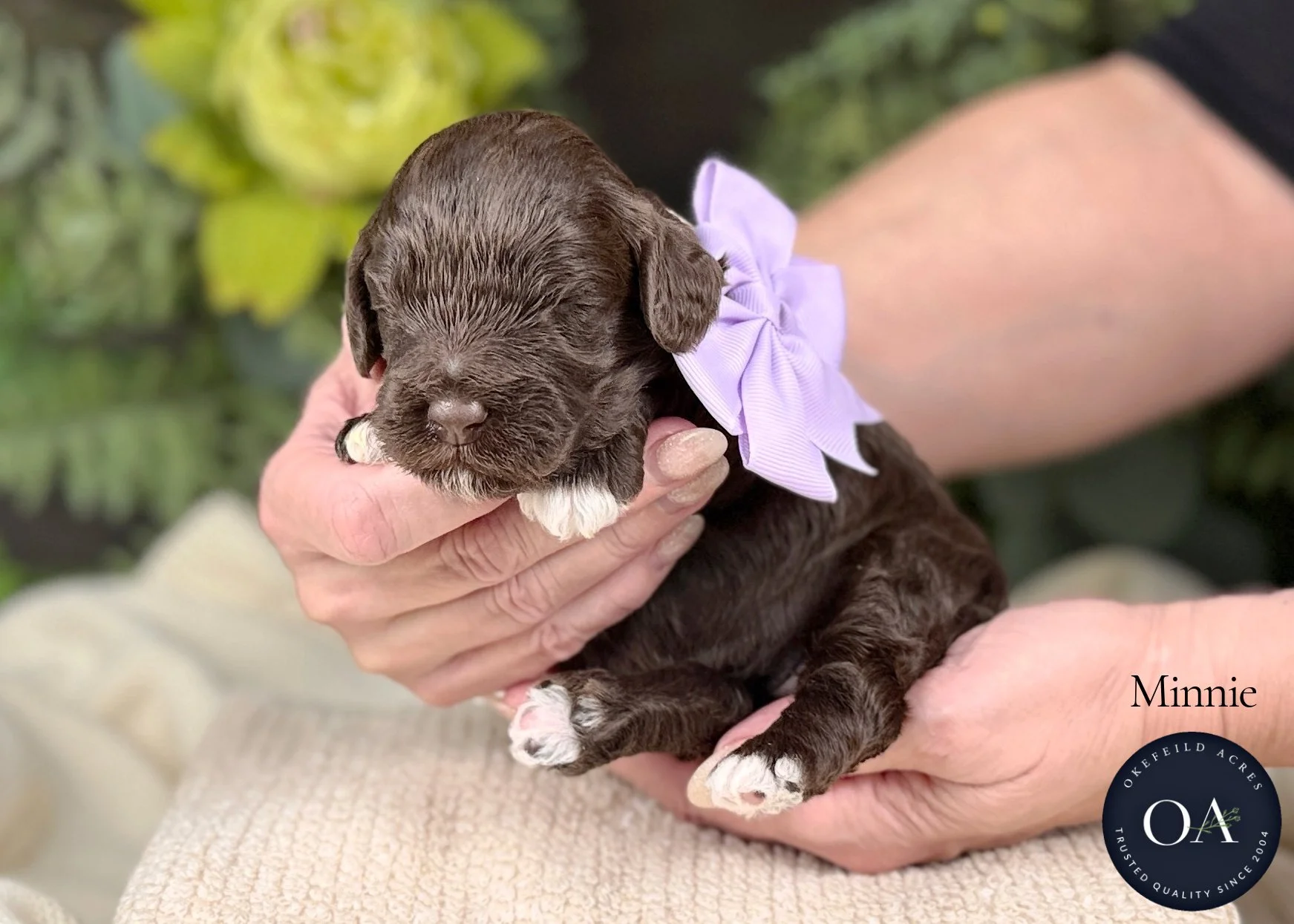 Minnie-F2b-Mini-English-Teddy-Bear-Goldendoodle-Puppy-For-Sale-Okefeild-Acres-Missouri.jpg (Copy) (Copy)