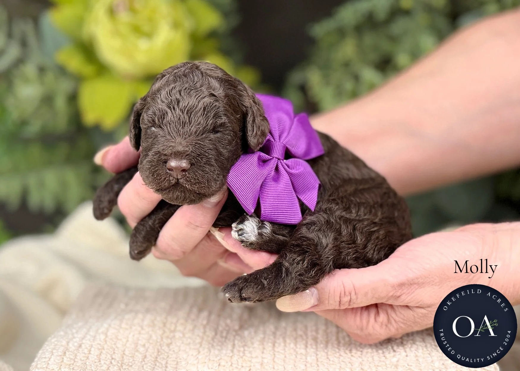 Molly-F2b-Mini-English-Teddy-Bear-Goldendoodle-Puppy-For-Sale-Okefeild-Acres-Missouri.jpg (Copy) (Copy)